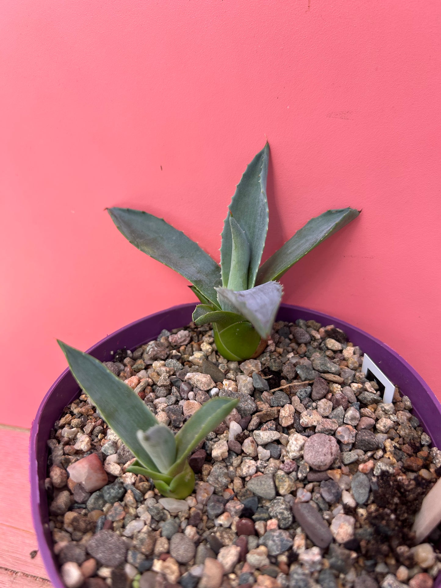 Agave blue americana (778)