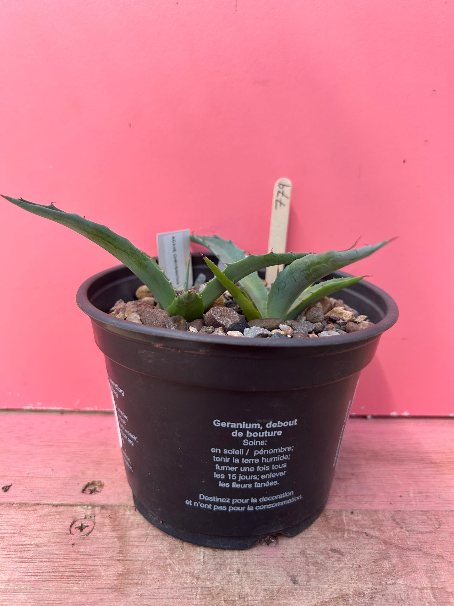 Agave chrysantha (779)