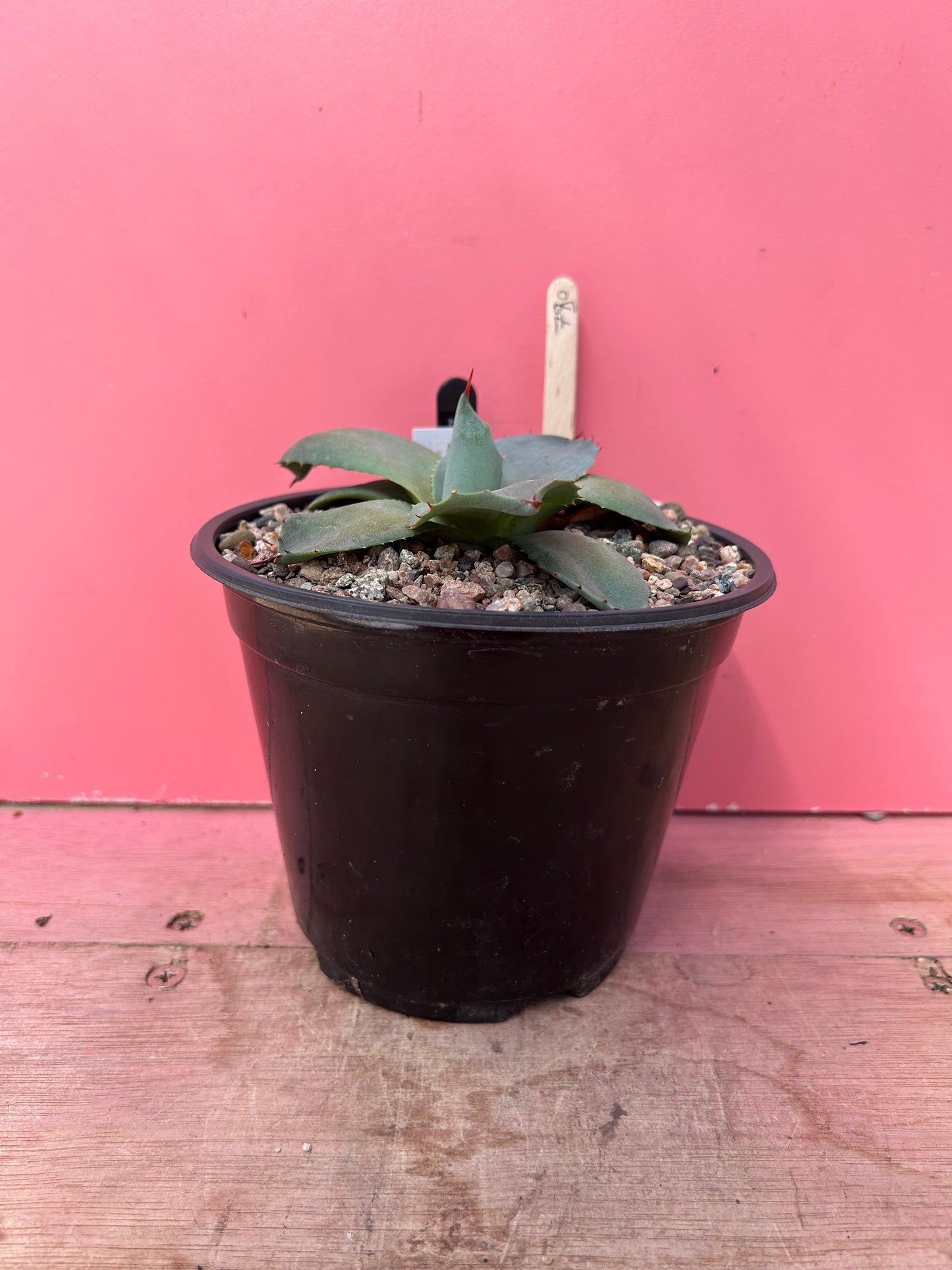 Agave parryi (780)