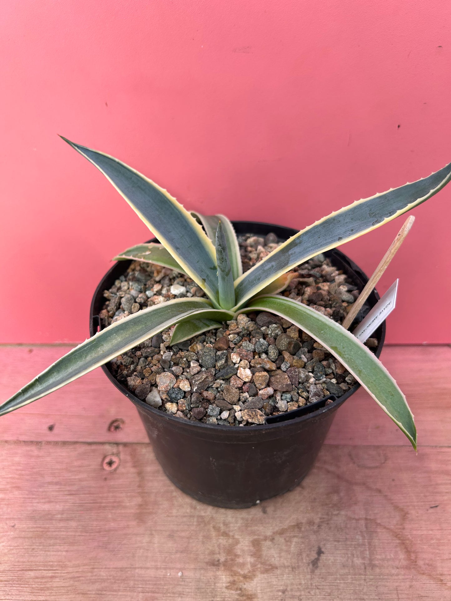 Agave americana variegata (781)