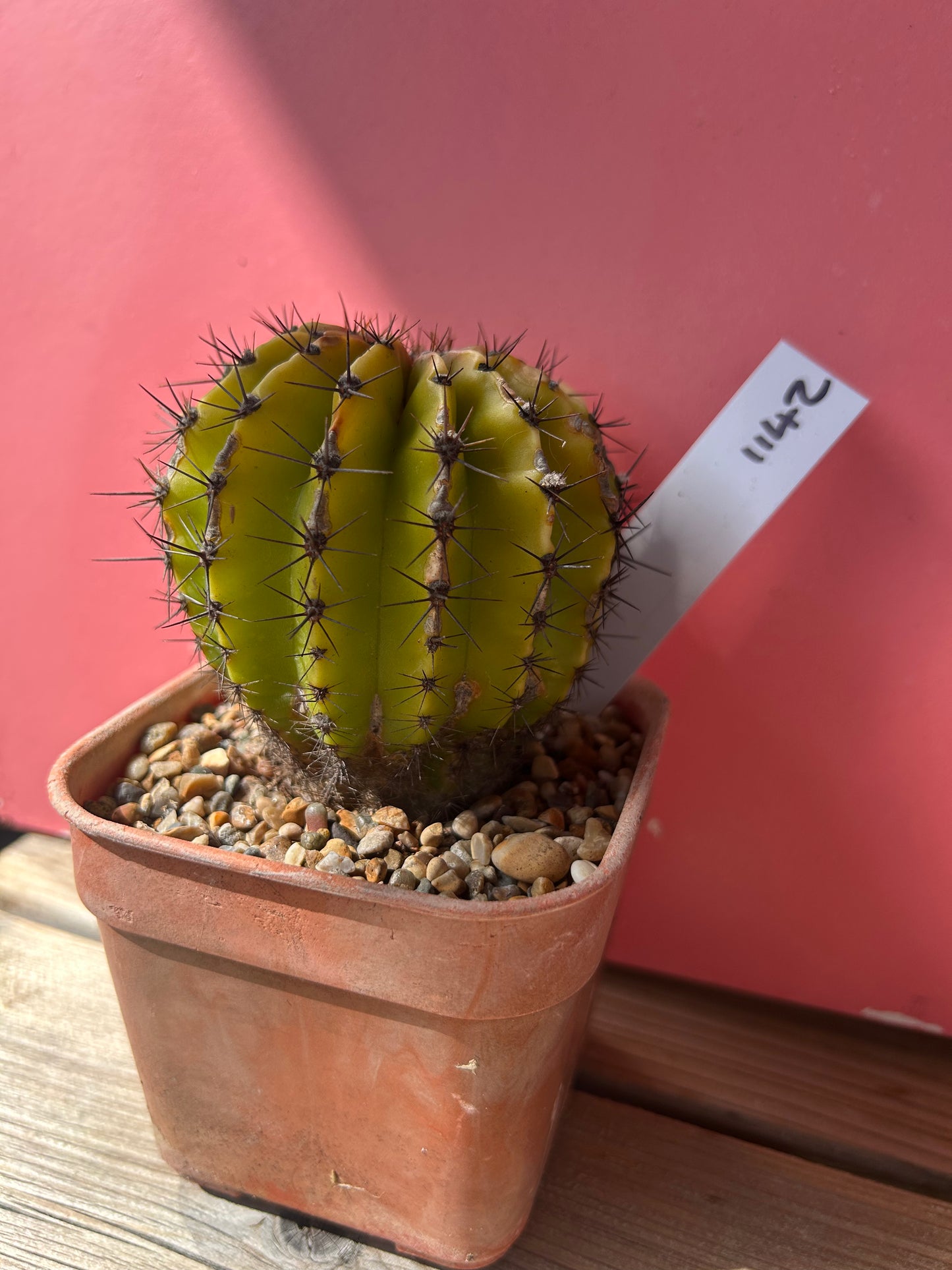 Echinopsis galaxy (1142)