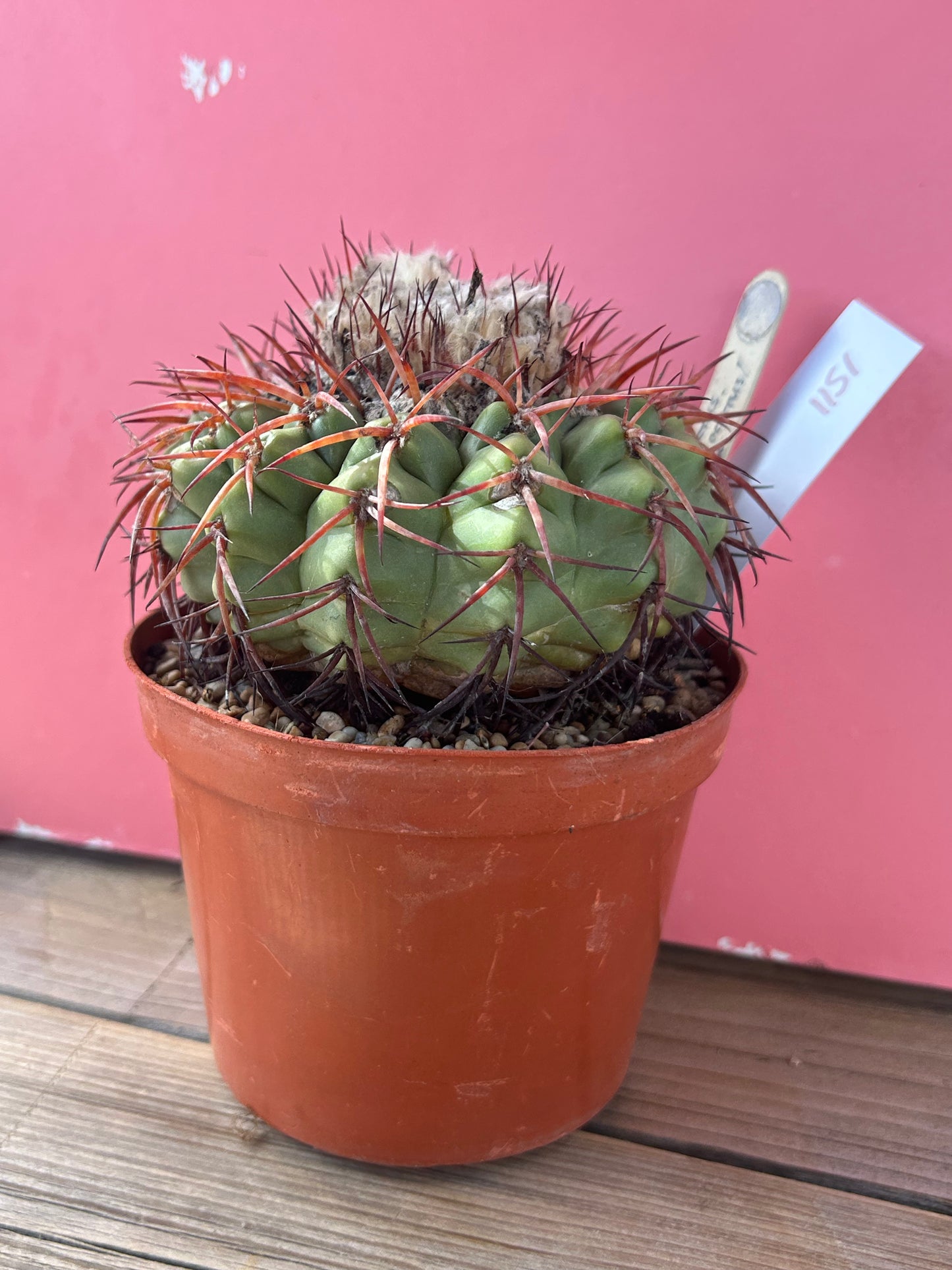 Discocactus squamibaccatus heptacanthus (1151)