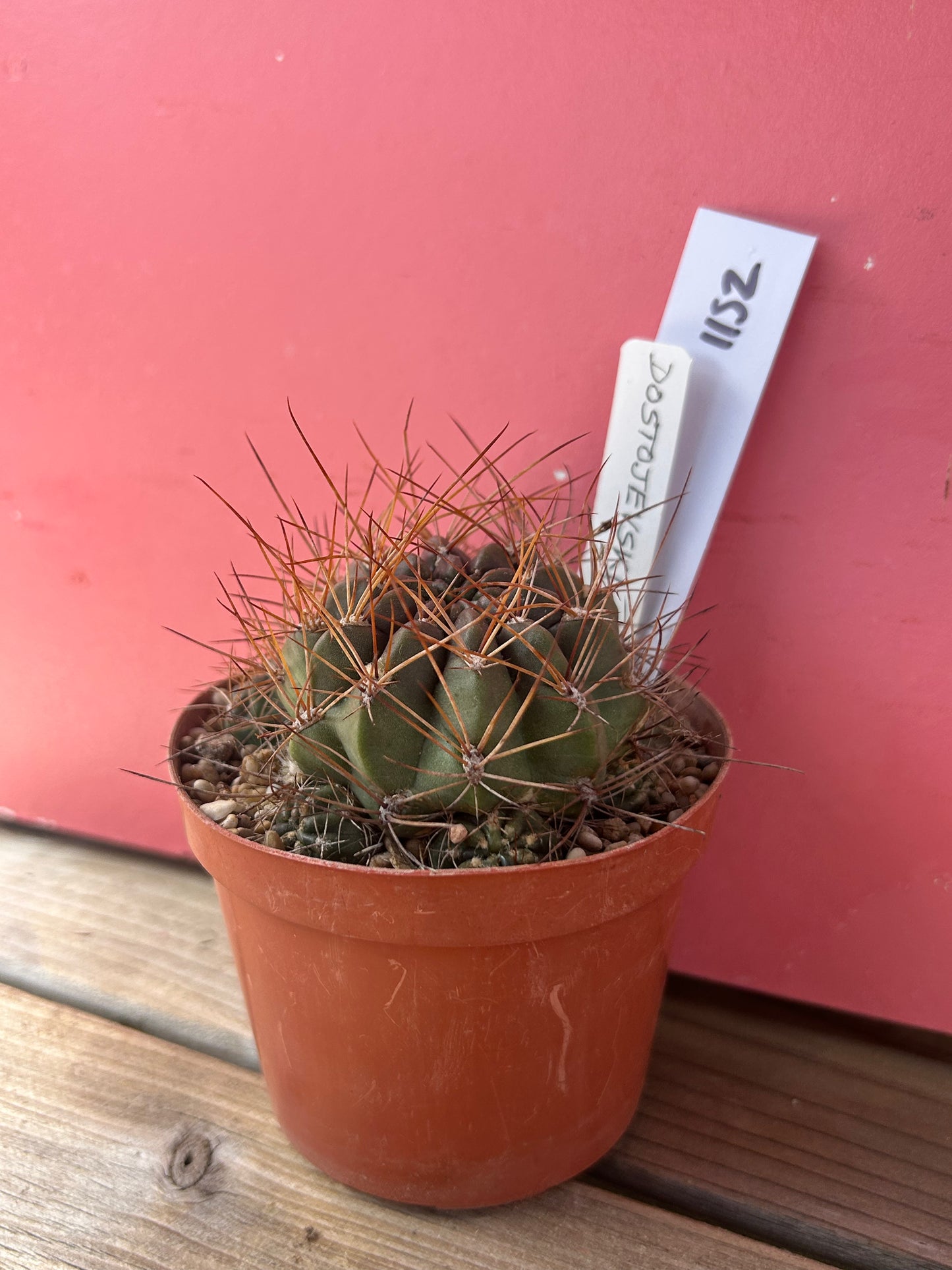 Echinocactus species (1152)
