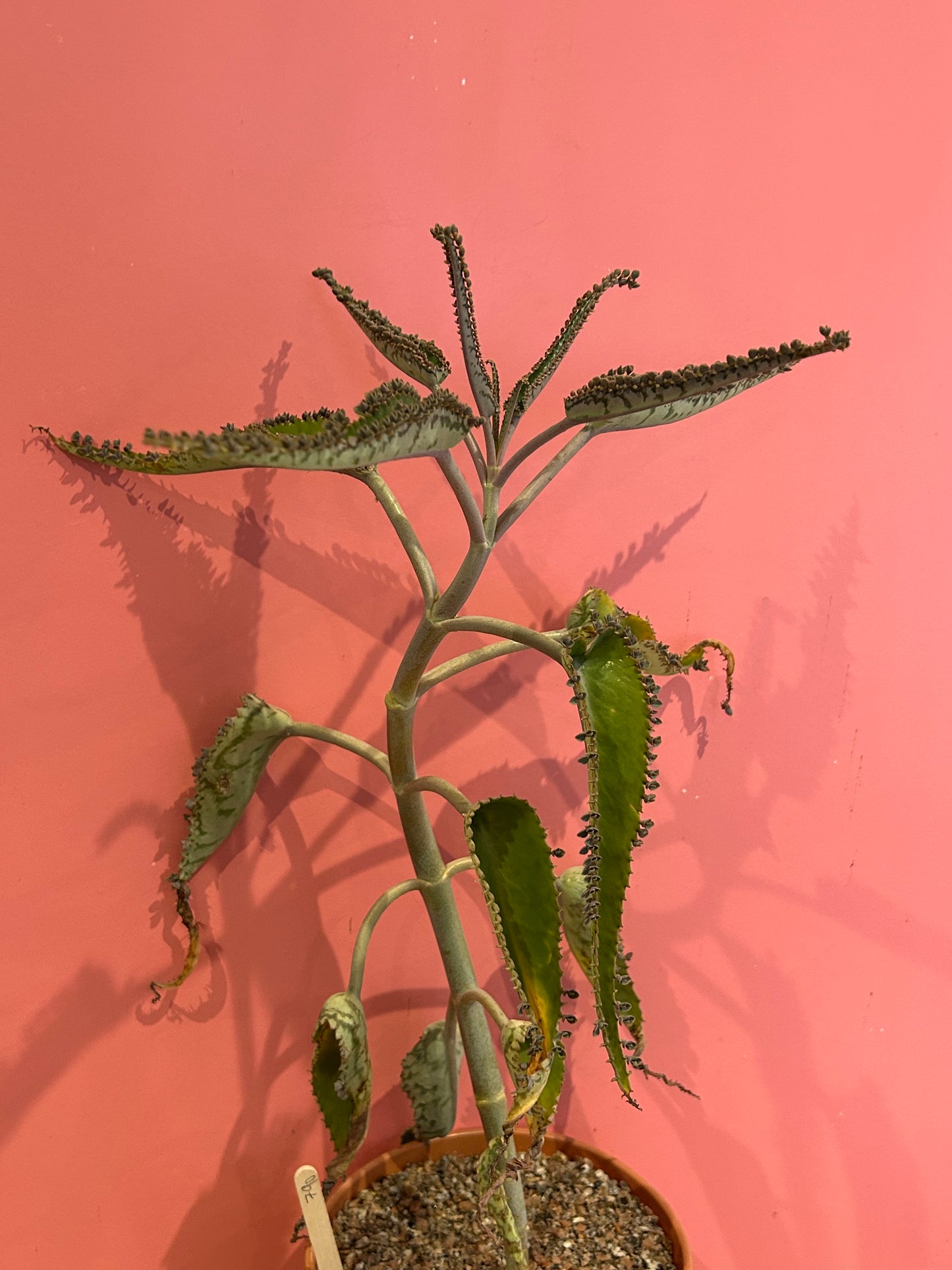 Kalanchoe 'Mother of Thousands' (790)