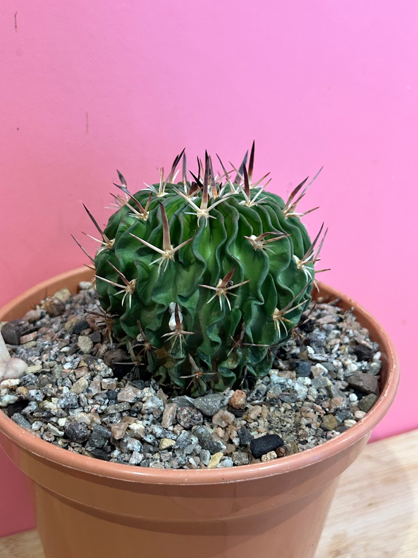 Echinofossulocactus (793)