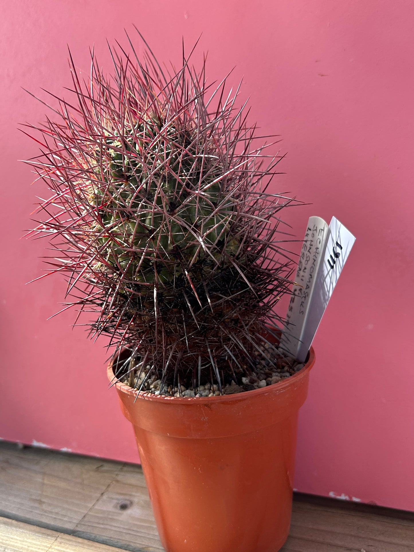 Echinomastus johnsonii v luteslens (1161)