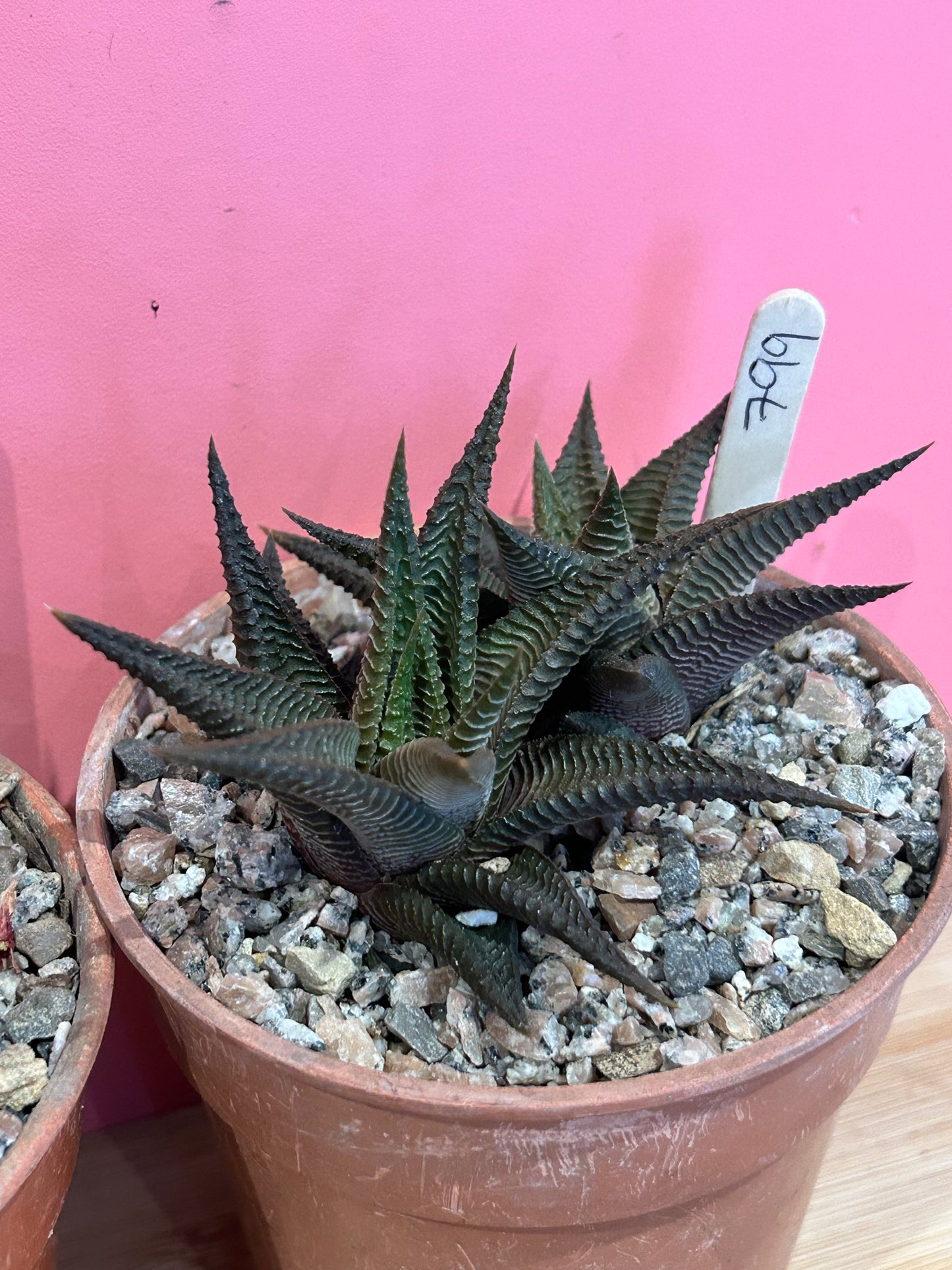 Haworthia fasciata (799)