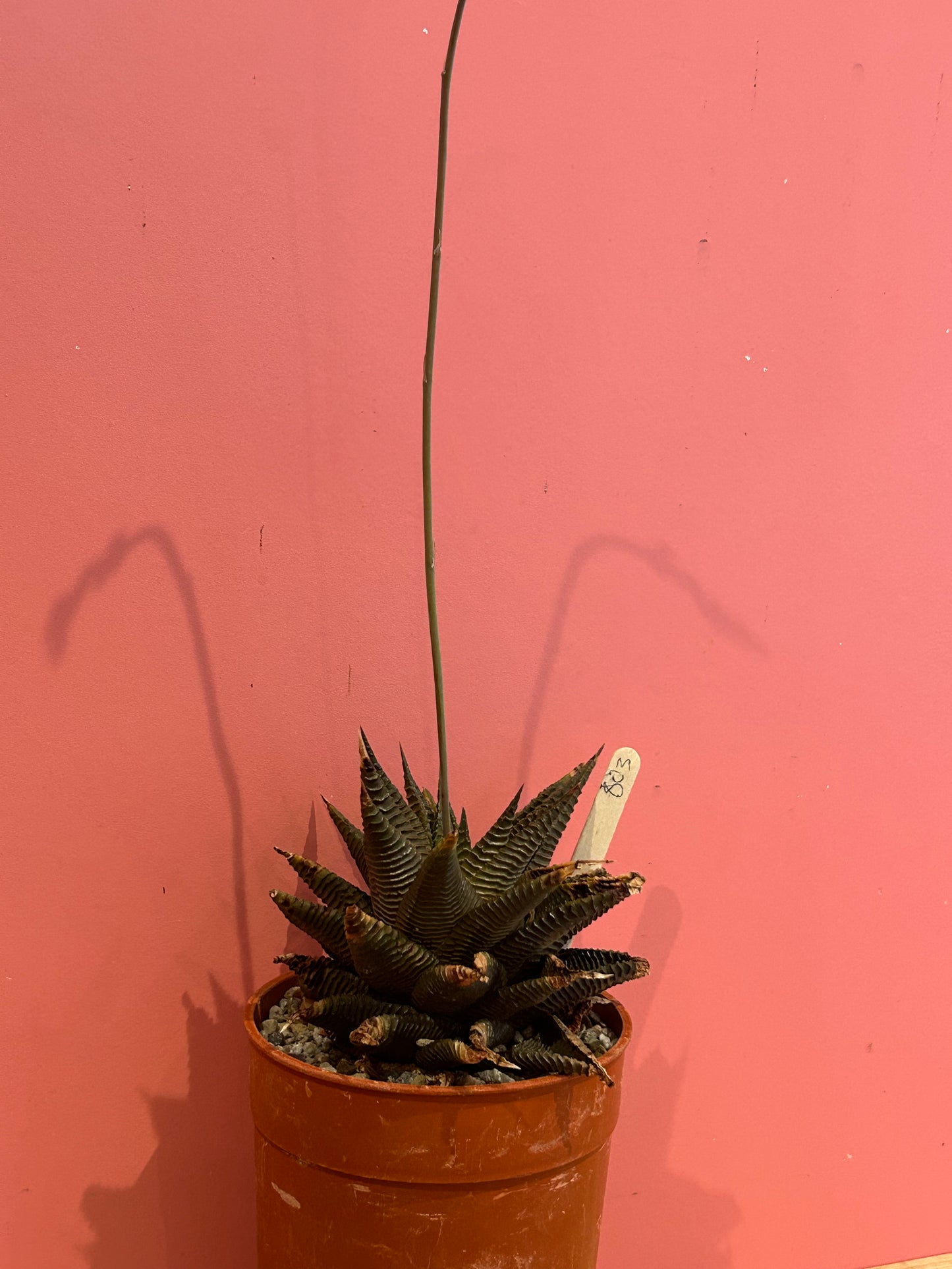 Haworthia species (803)