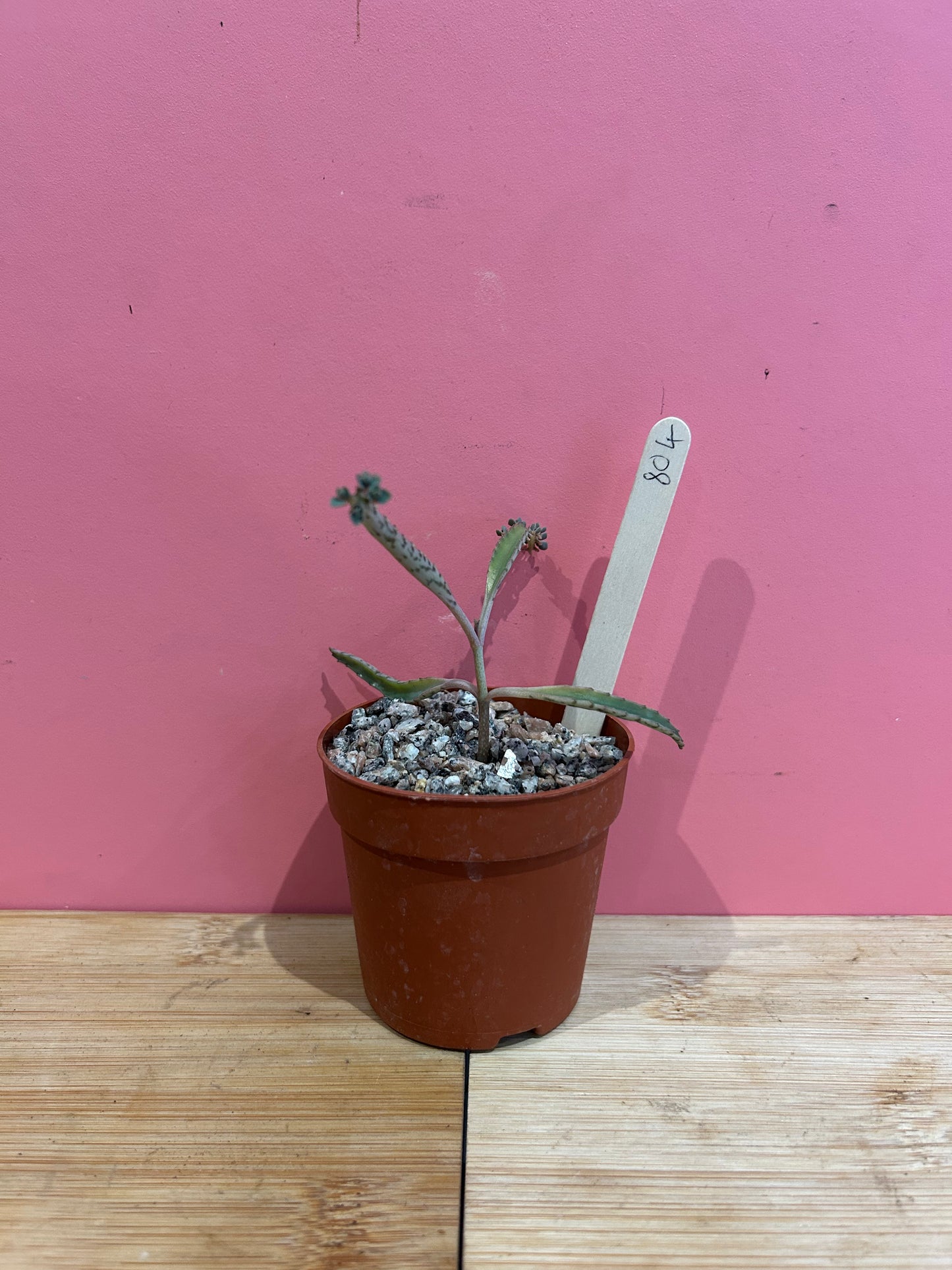 Kalanchoe 'Mother of Thousands' (804)