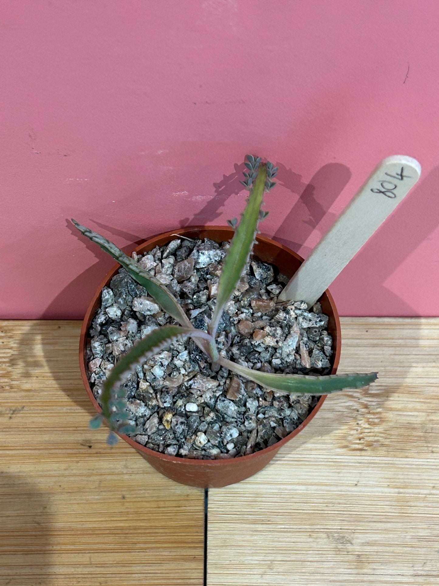 Kalanchoe 'Mother of Thousands' (804)