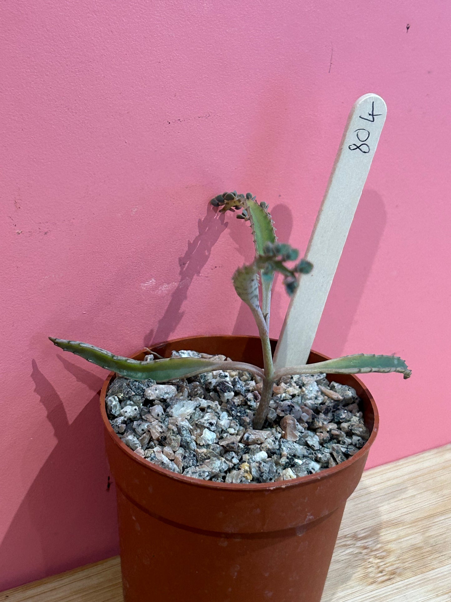 Kalanchoe 'Mother of Thousands' (804)
