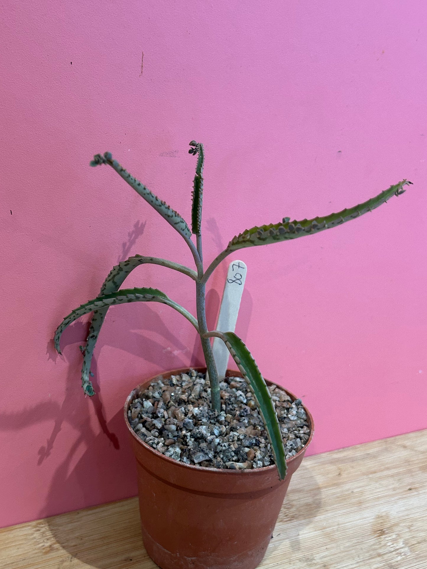 Kalanchoe 'Mother of Thousands' (807)