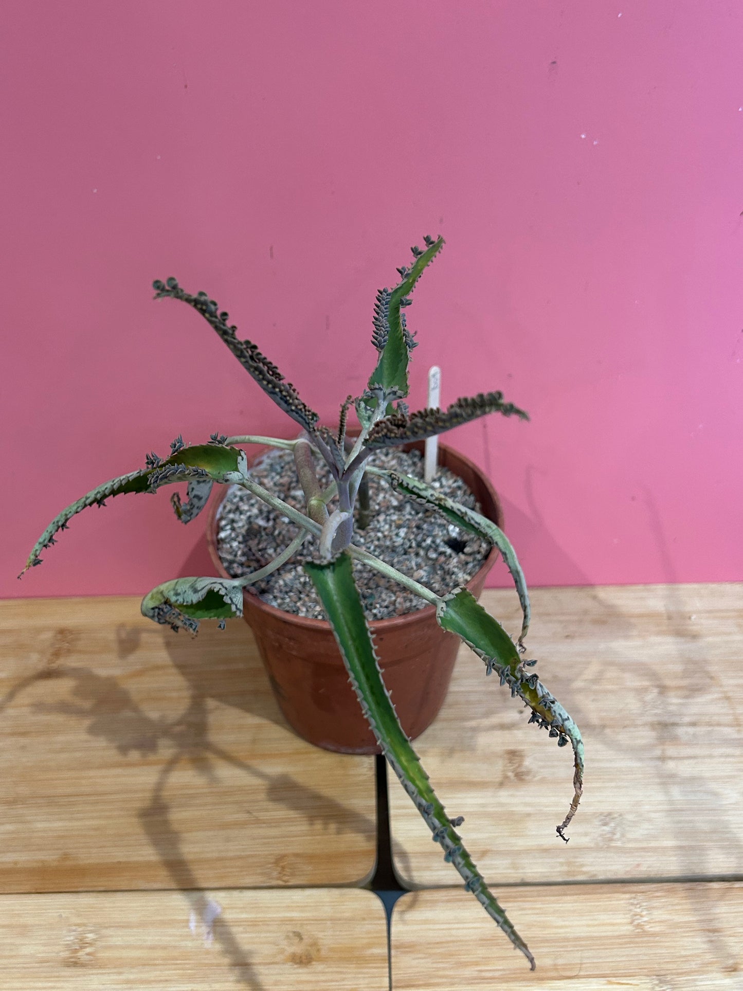 Kalanchoe 'Mother of Thousands' (809)