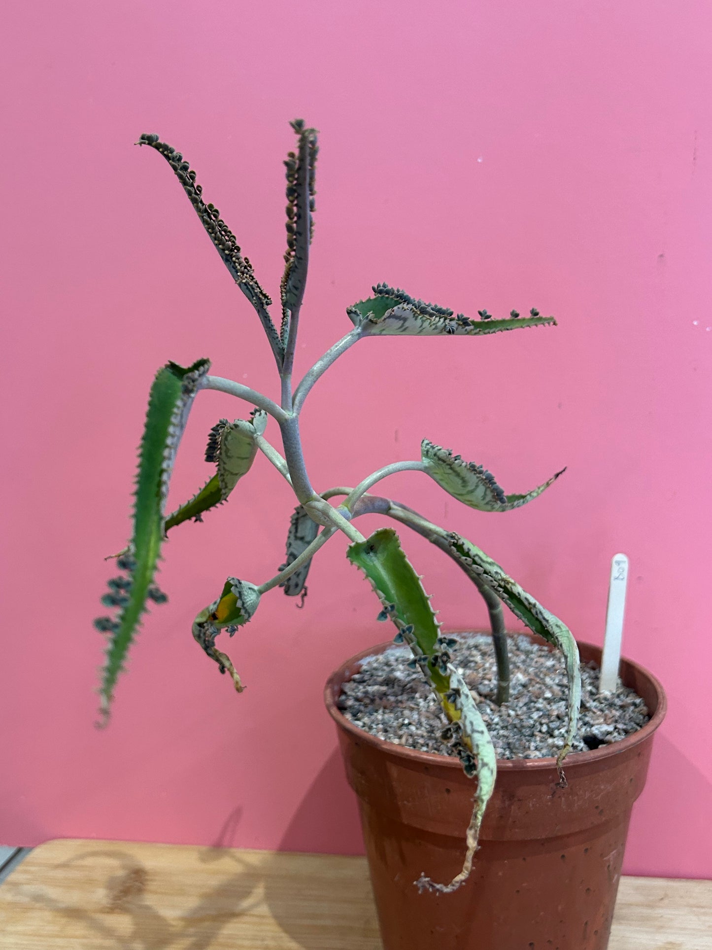Kalanchoe 'Mother of Thousands' (809)