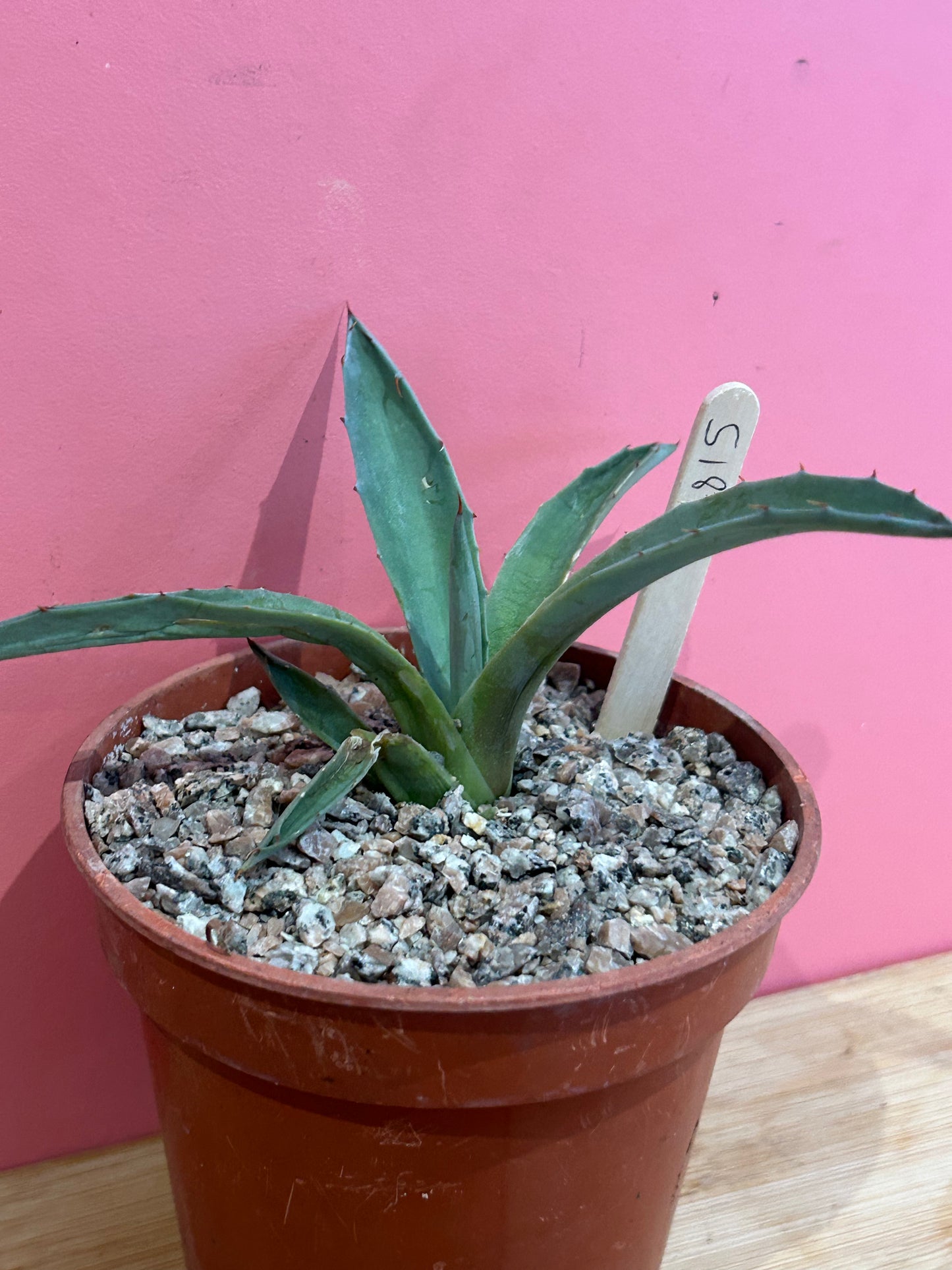 Agave species (815)