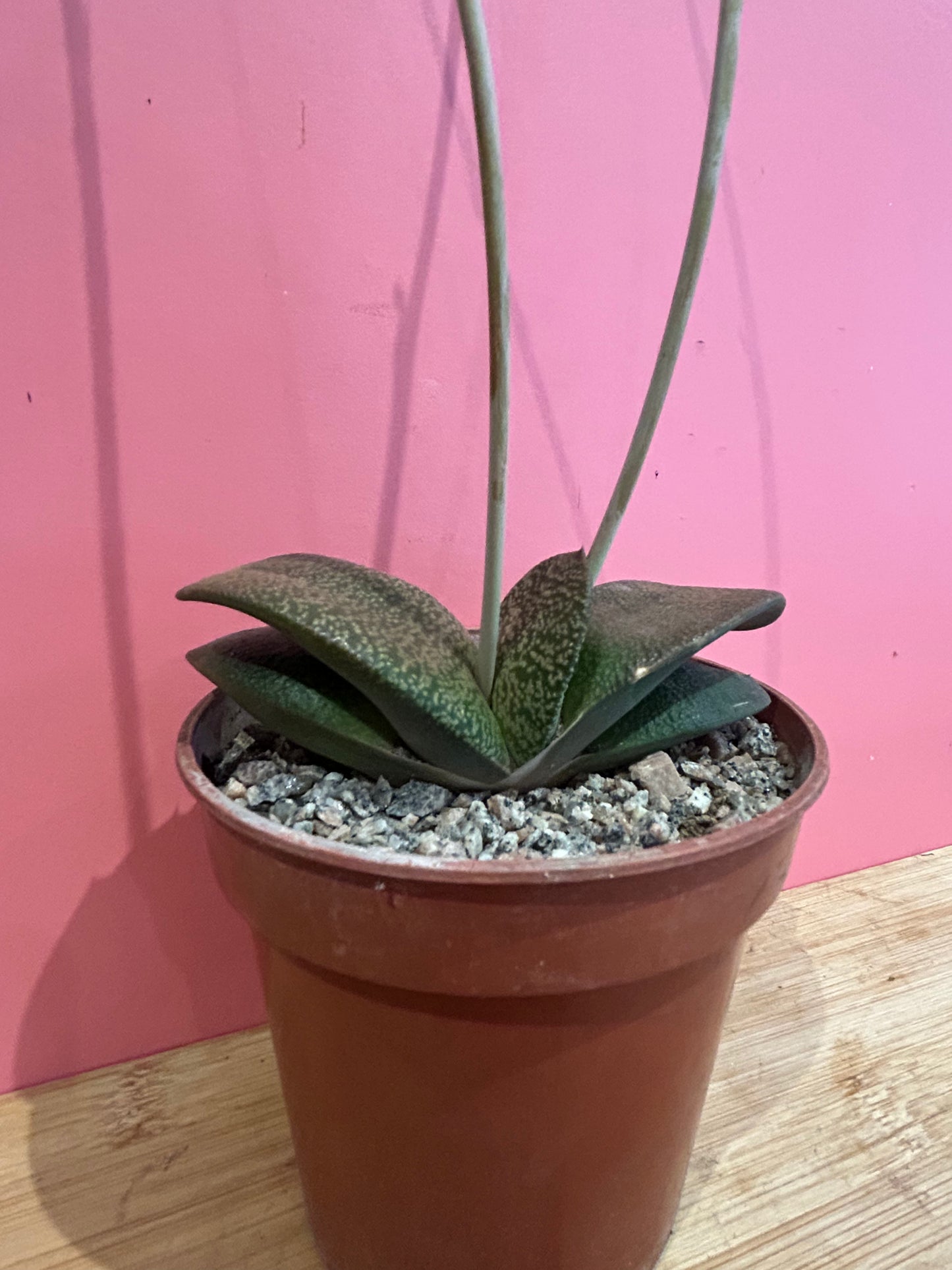 Gasteria glomerata (817)