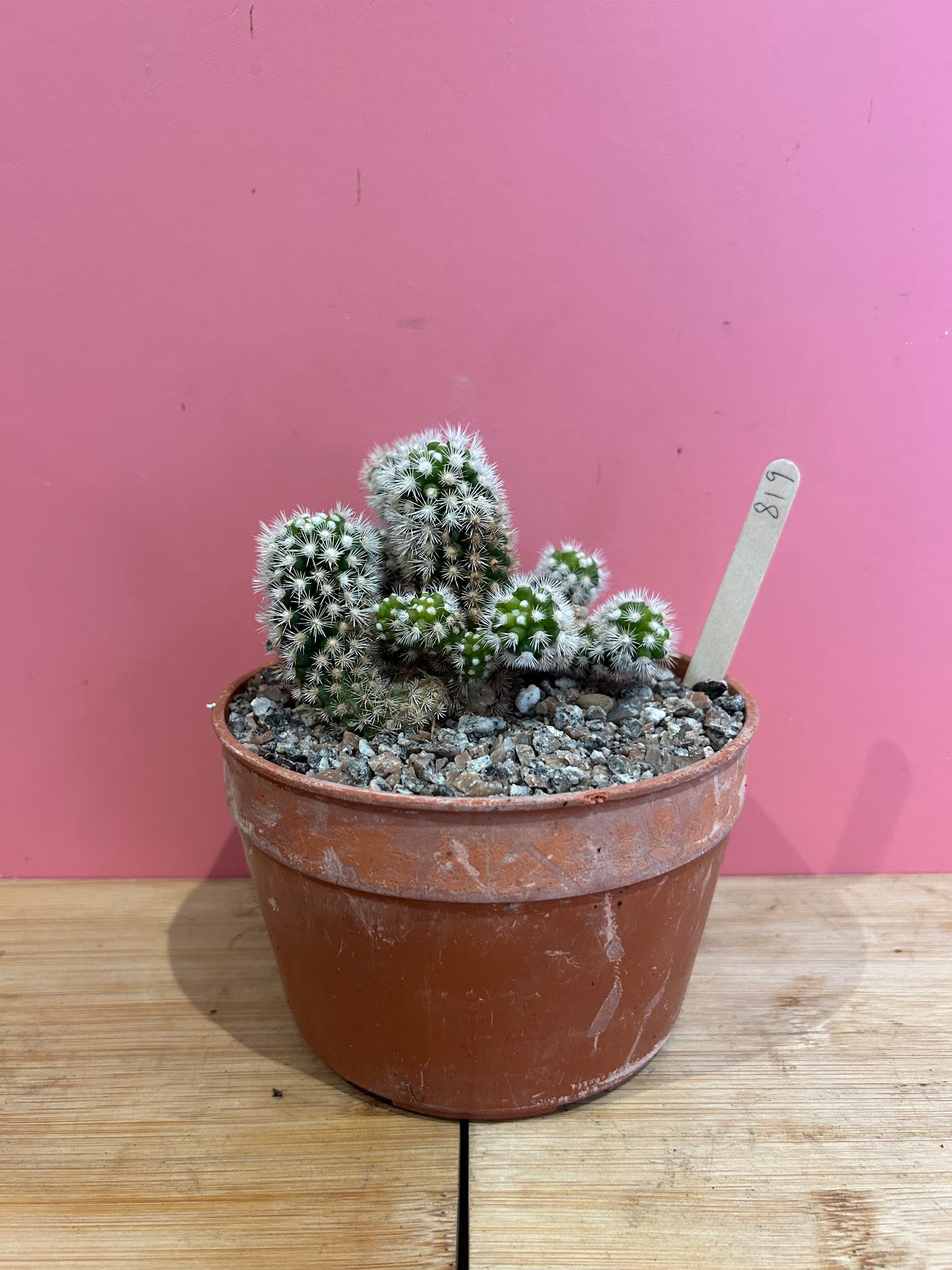 Mammillaria gracilis (819)