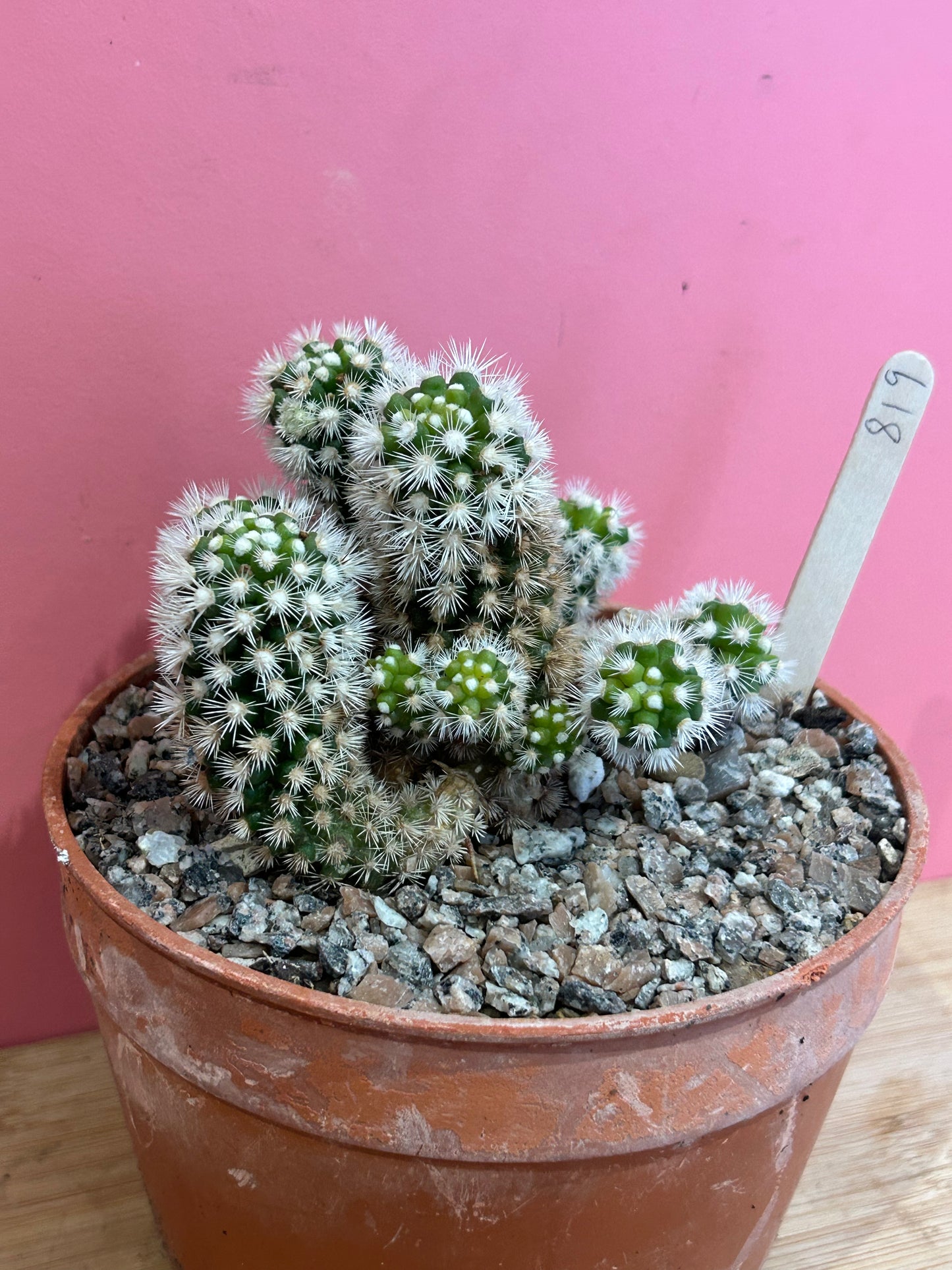 Mammillaria gracilis (819)