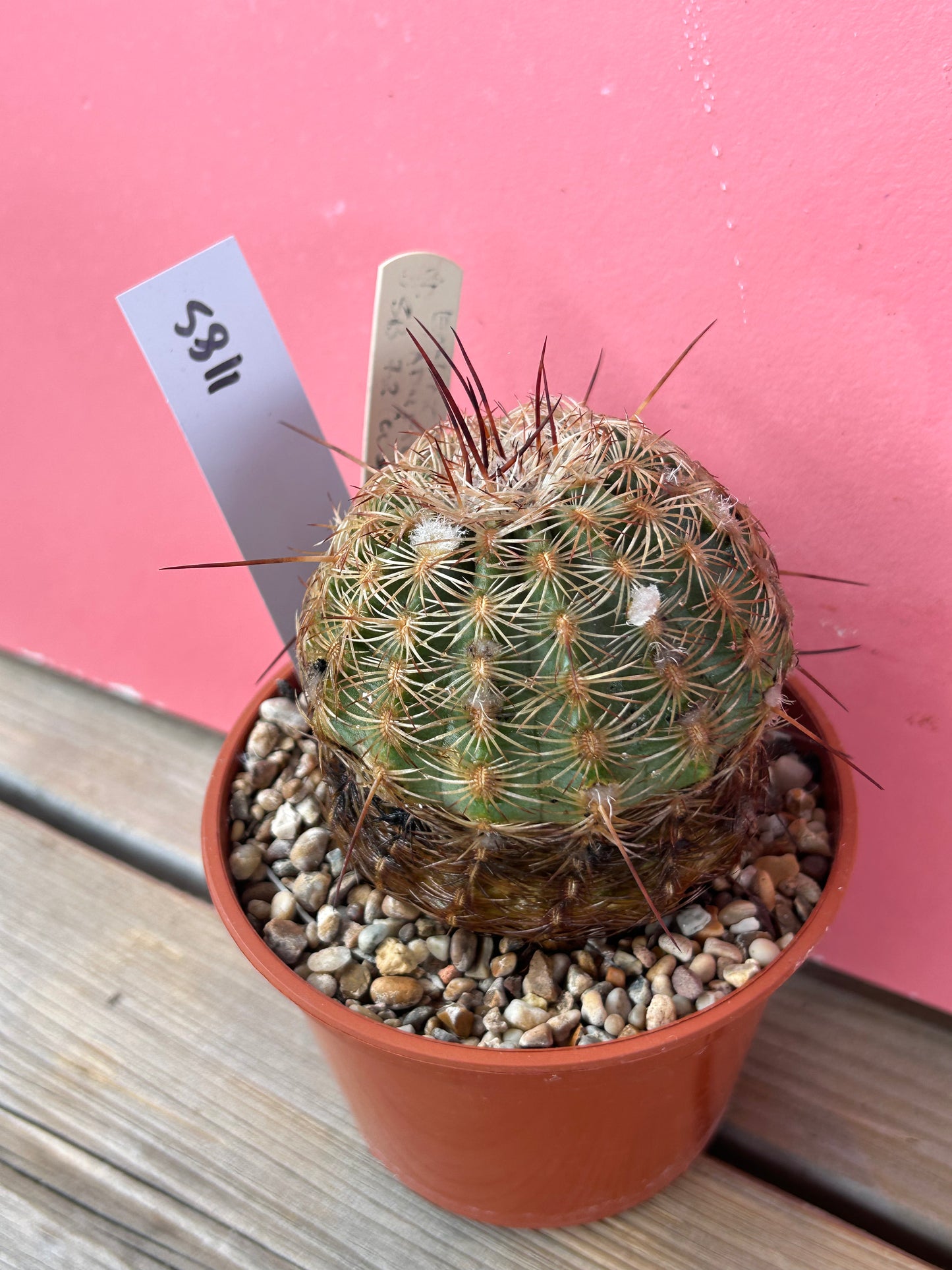 Echinocereus adustus (1185)