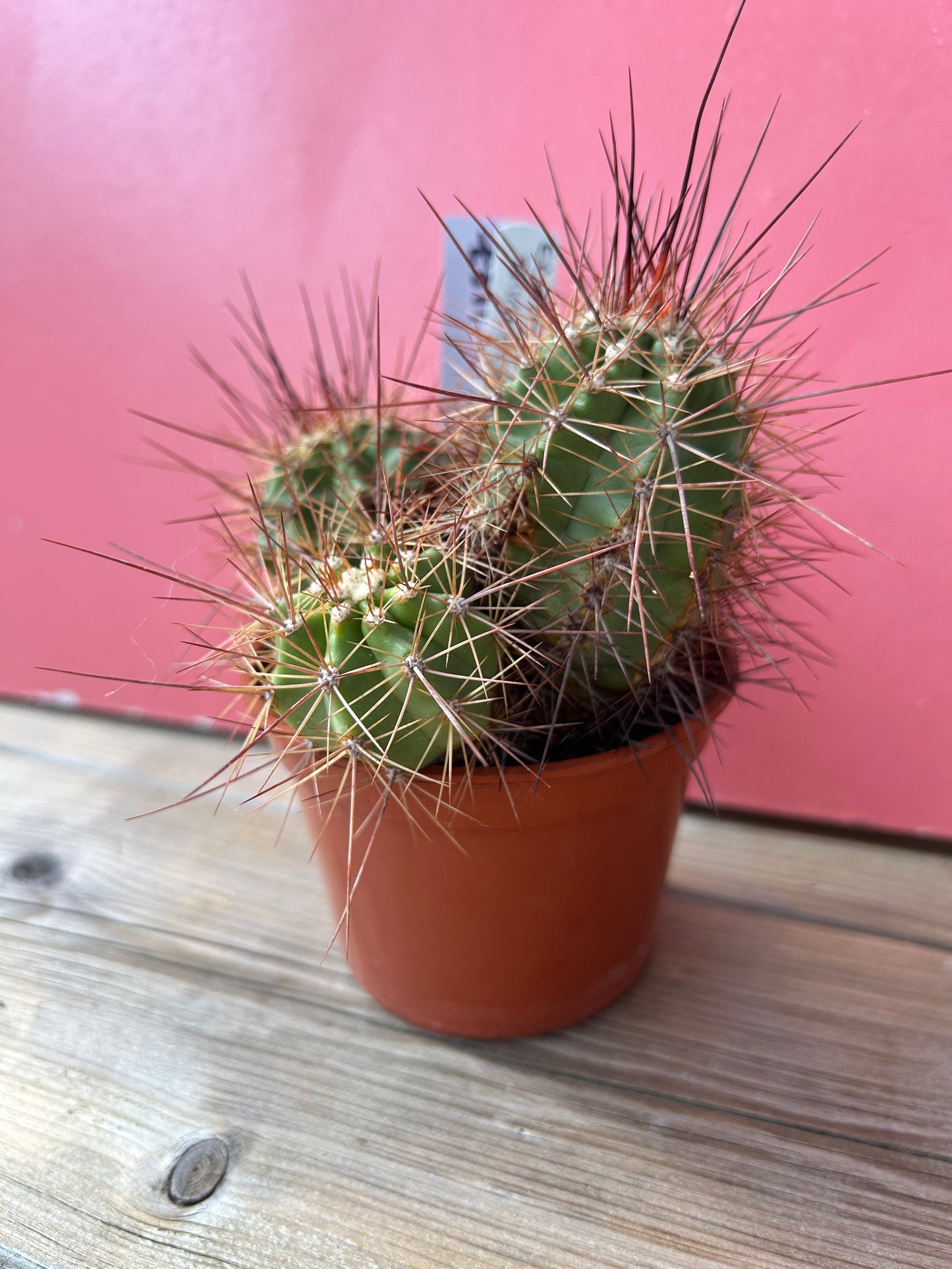 Echinocereus triglochidiatus (1187)