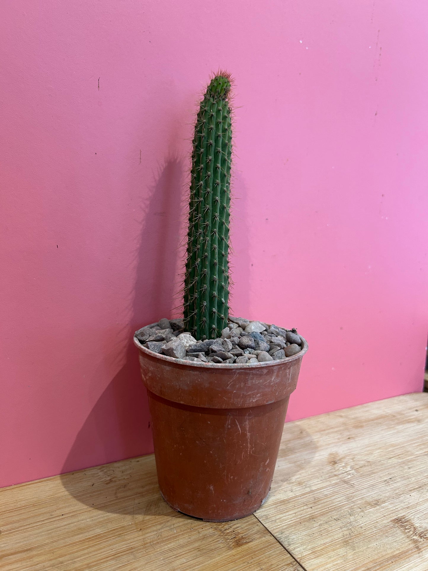 Cleistocactus angosturensis (824)