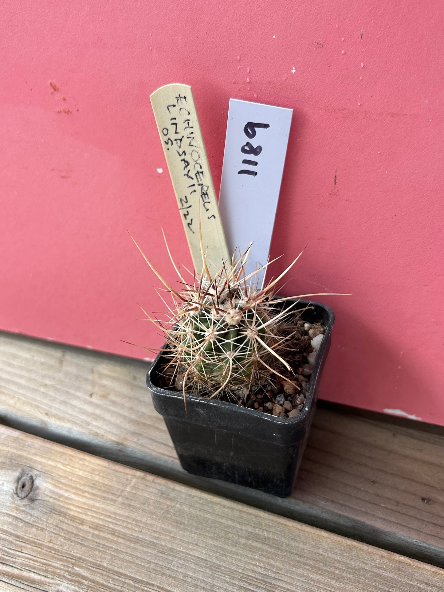 Echinocereus lindsayii (1189)