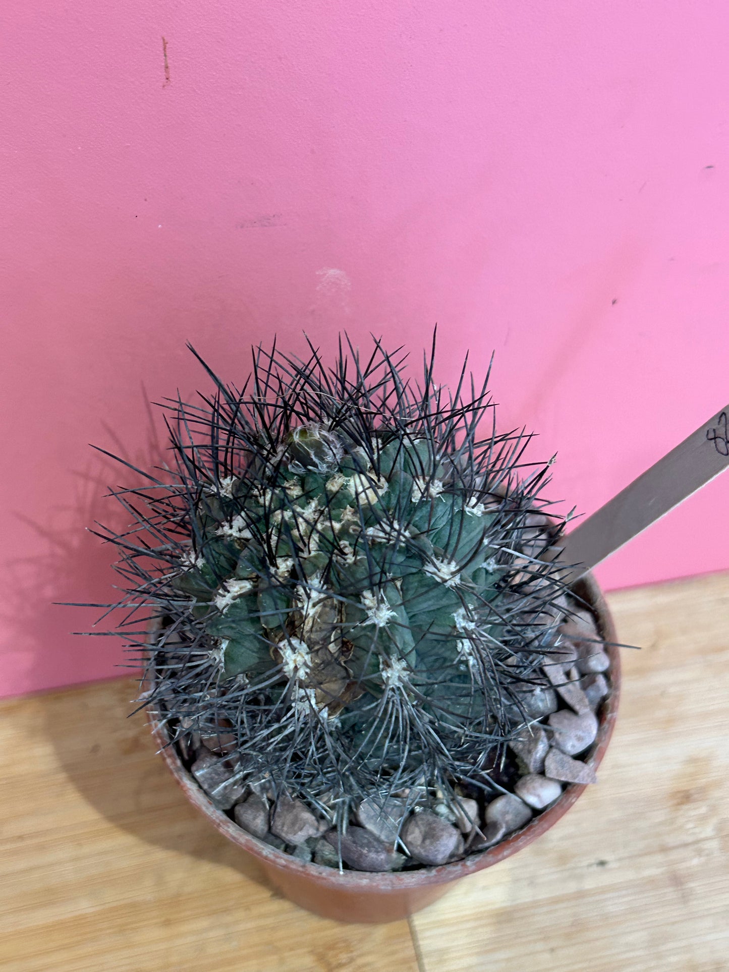 Copiapoa atacamensis (826)