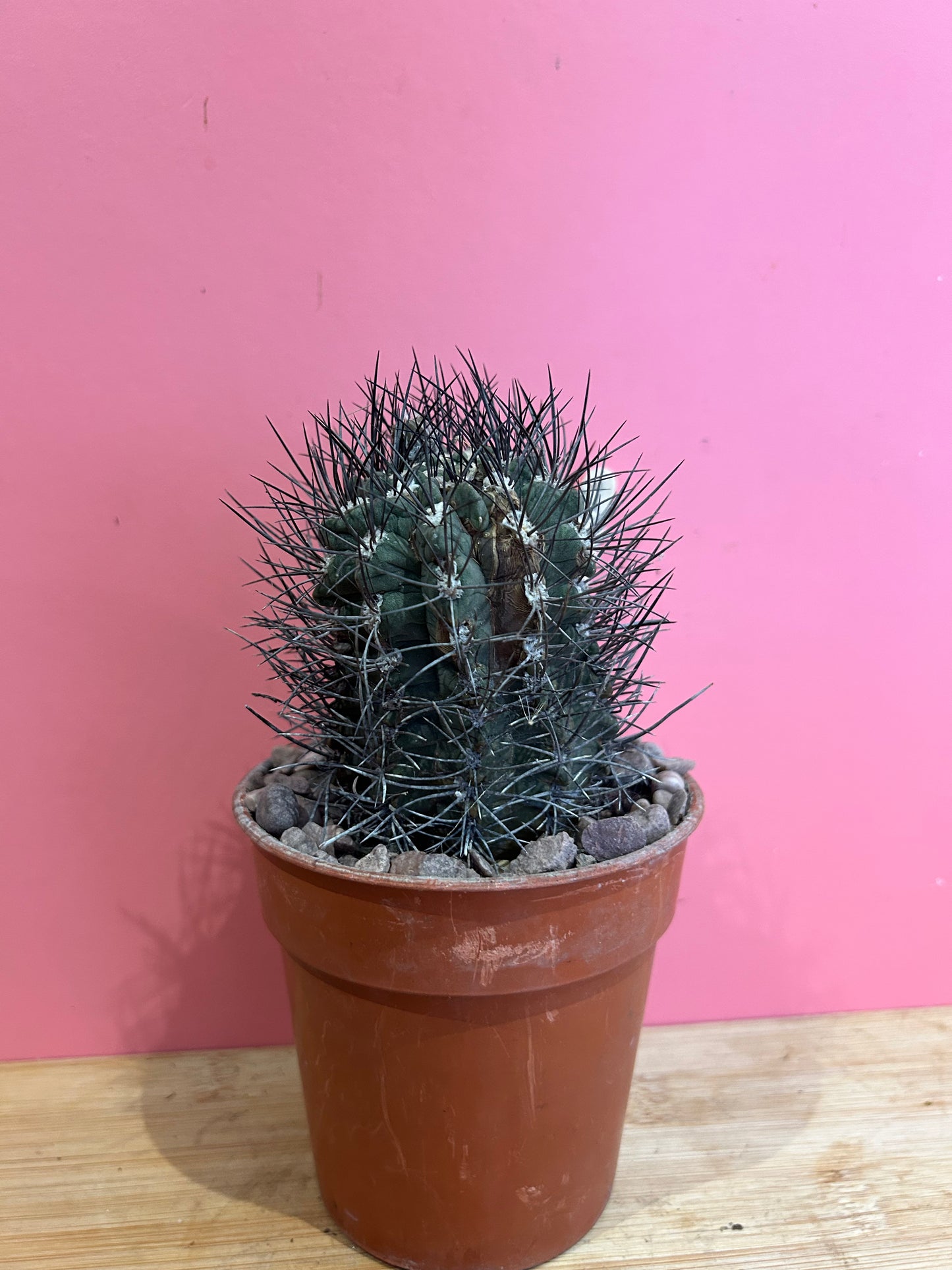 Copiapoa atacamensis (826)