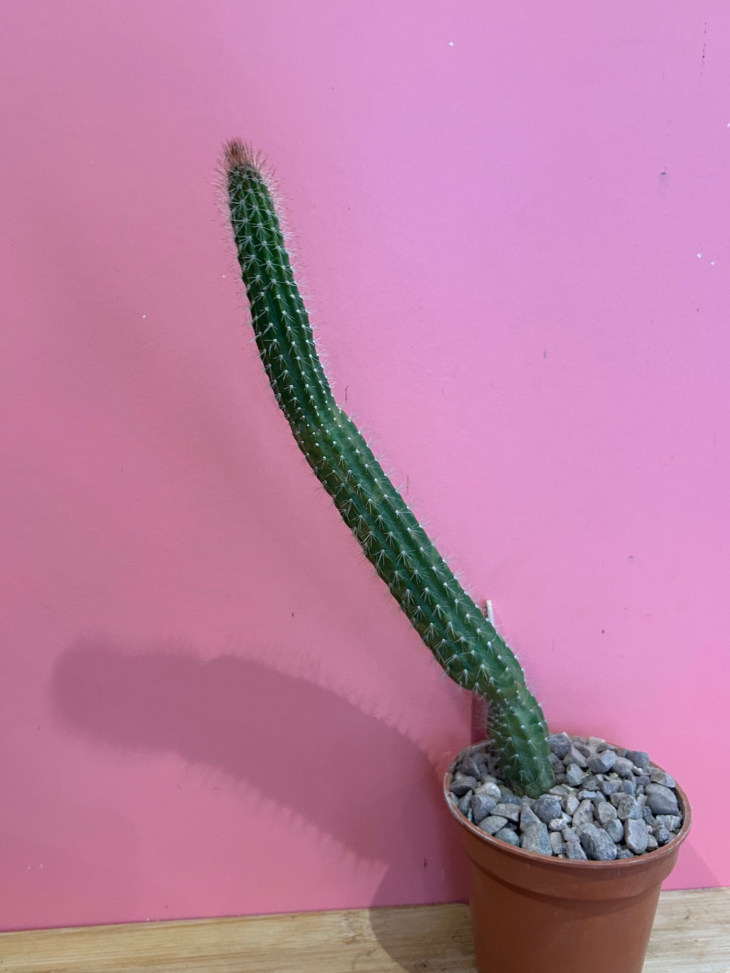 Cleistocactus species (828)