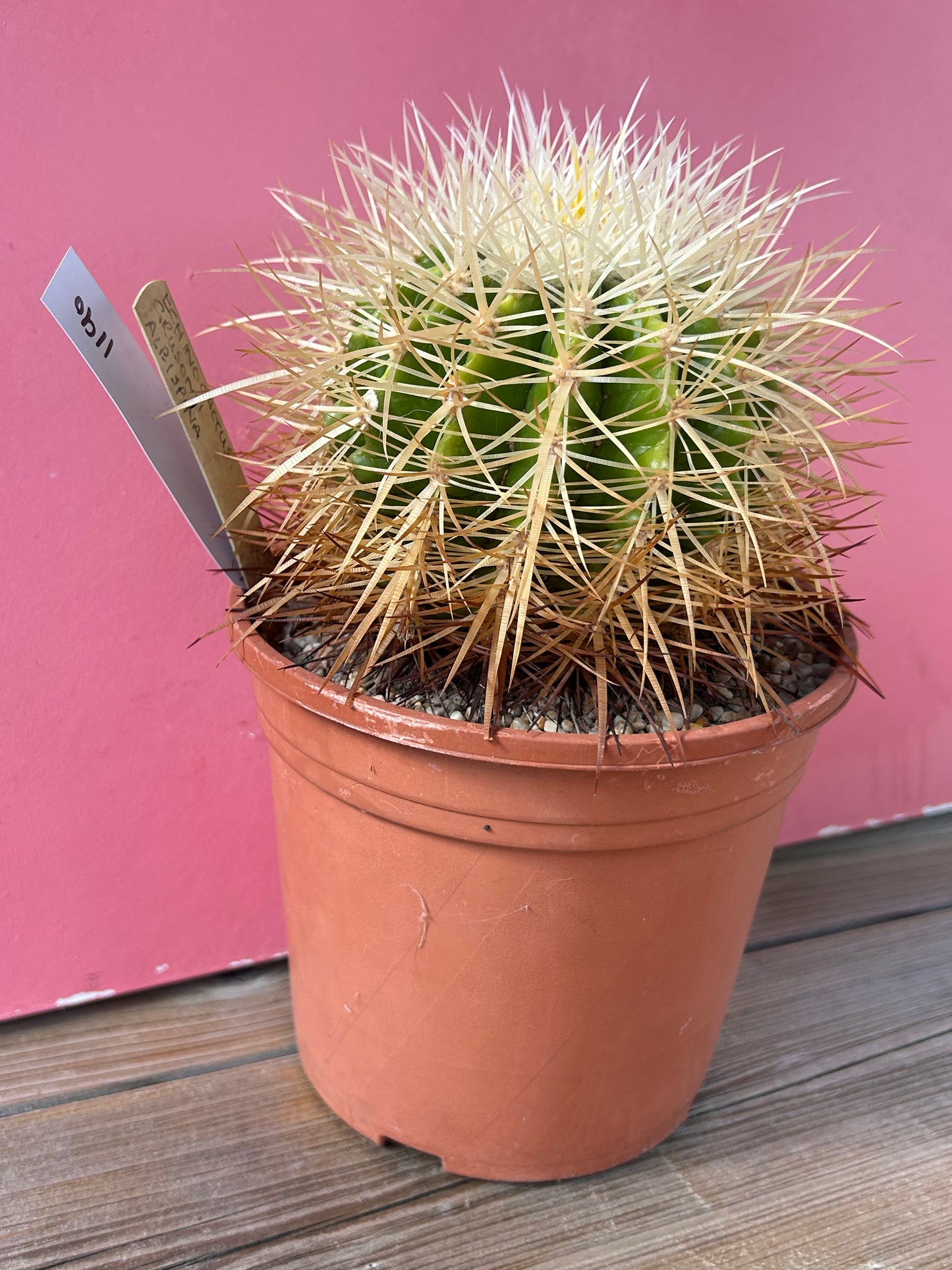 Echinocereus grusonii albispina (1190)