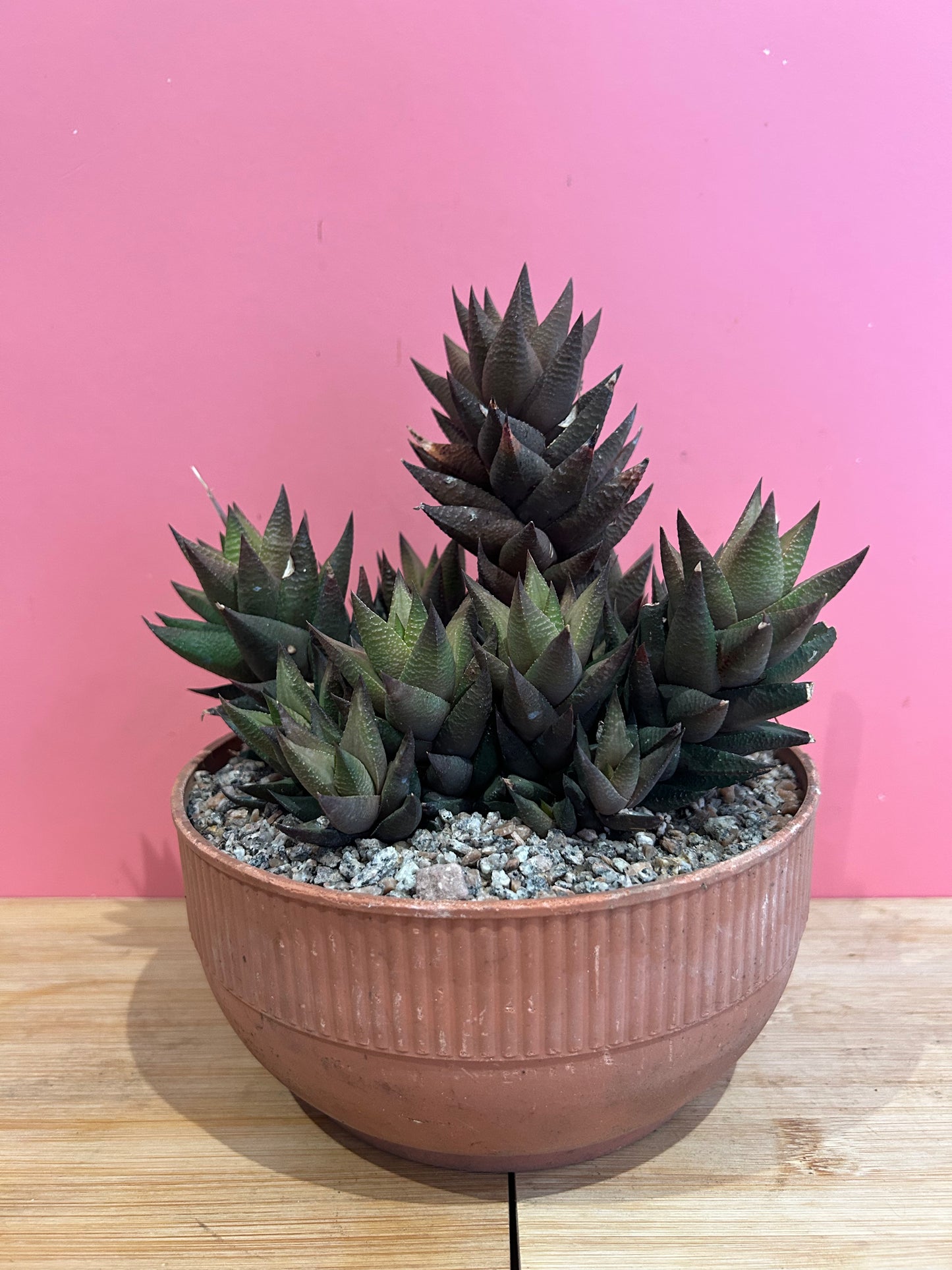 Haworthia limifolia (831)