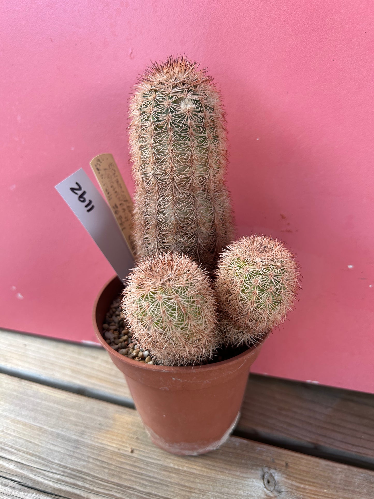 Echinocereus reichenbachii saritchii (1192)