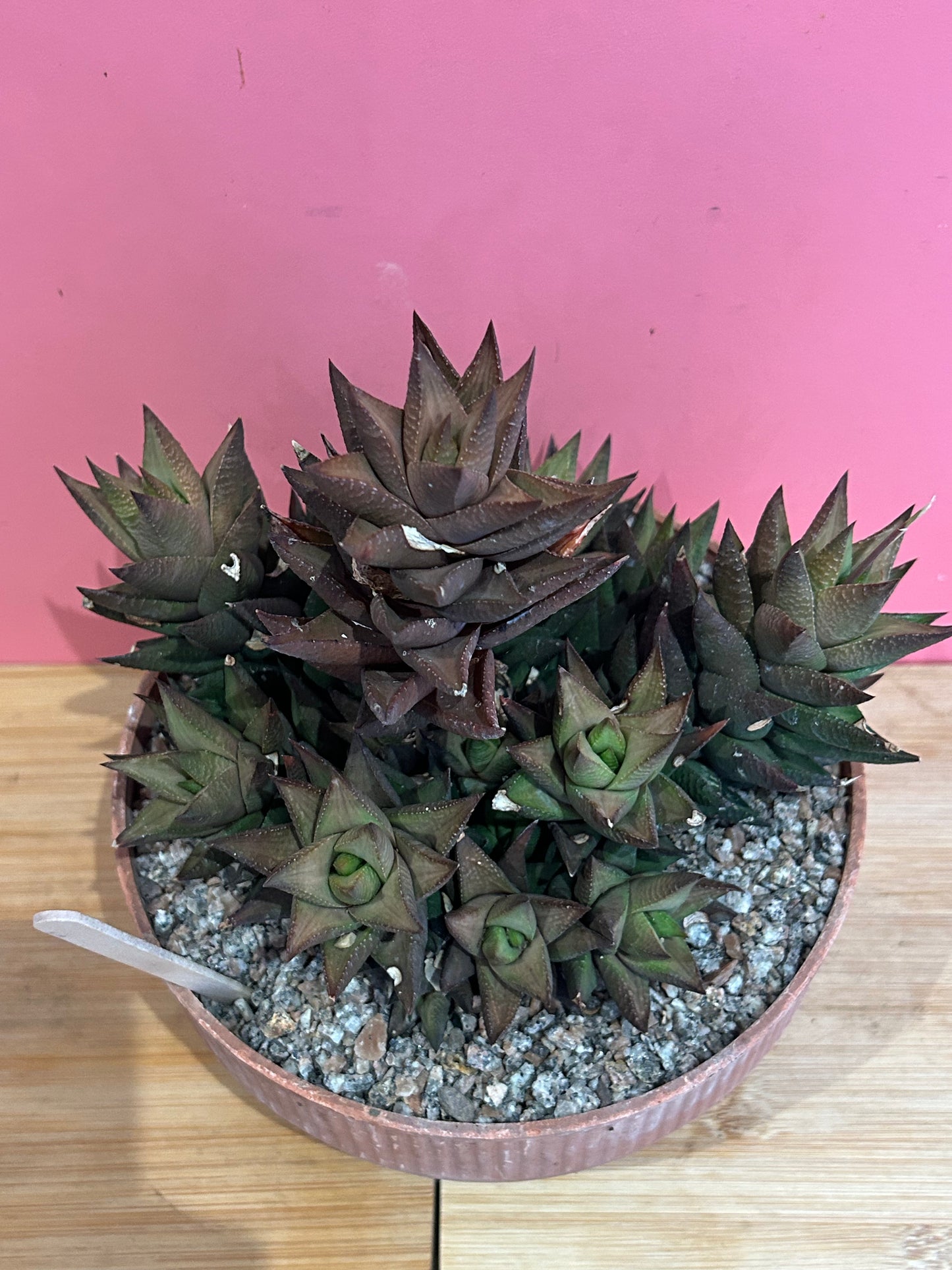 Haworthia limifolia (831)