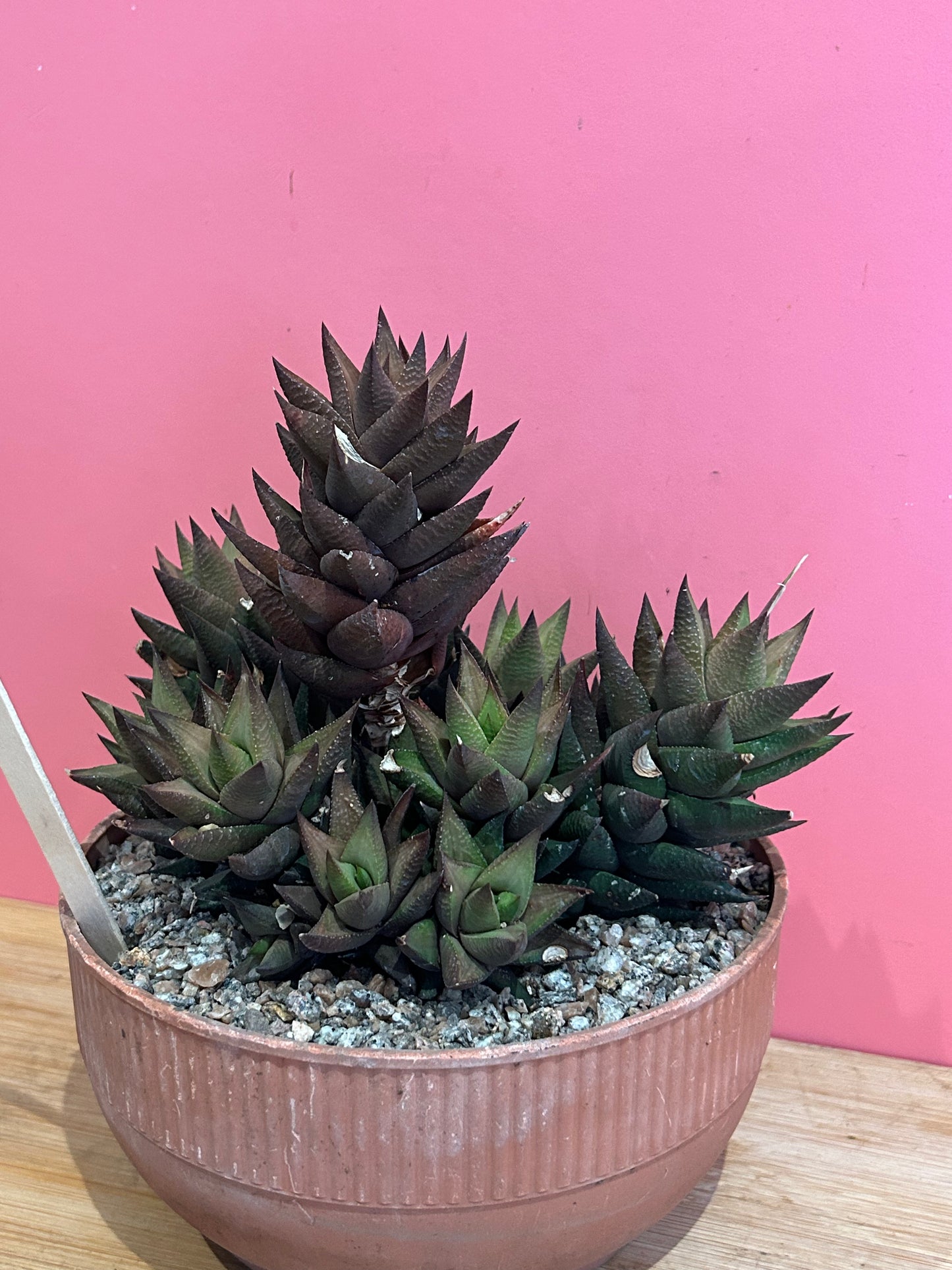 Haworthia limifolia (831)