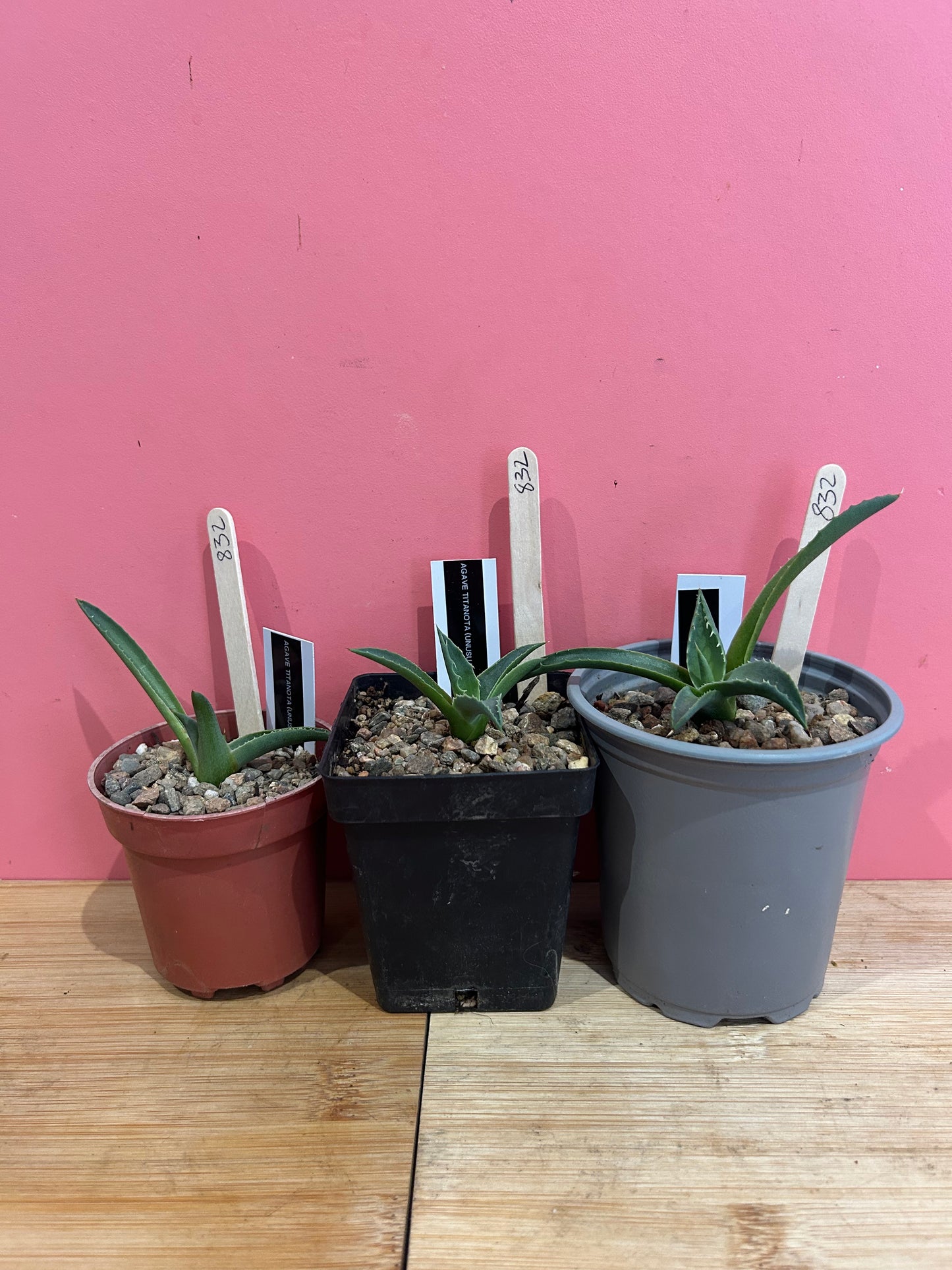 Agave titanota (usual form) (832)