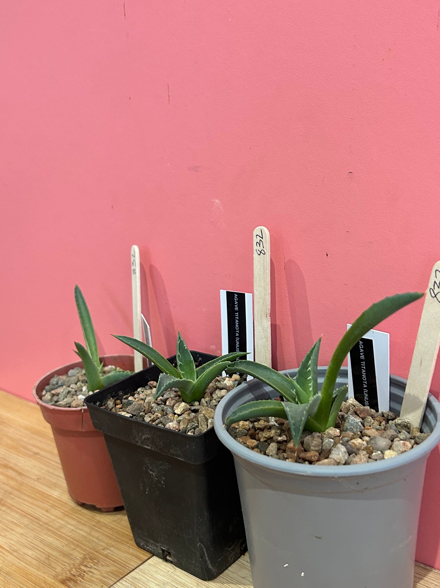 Agave titanota (usual form) (832)