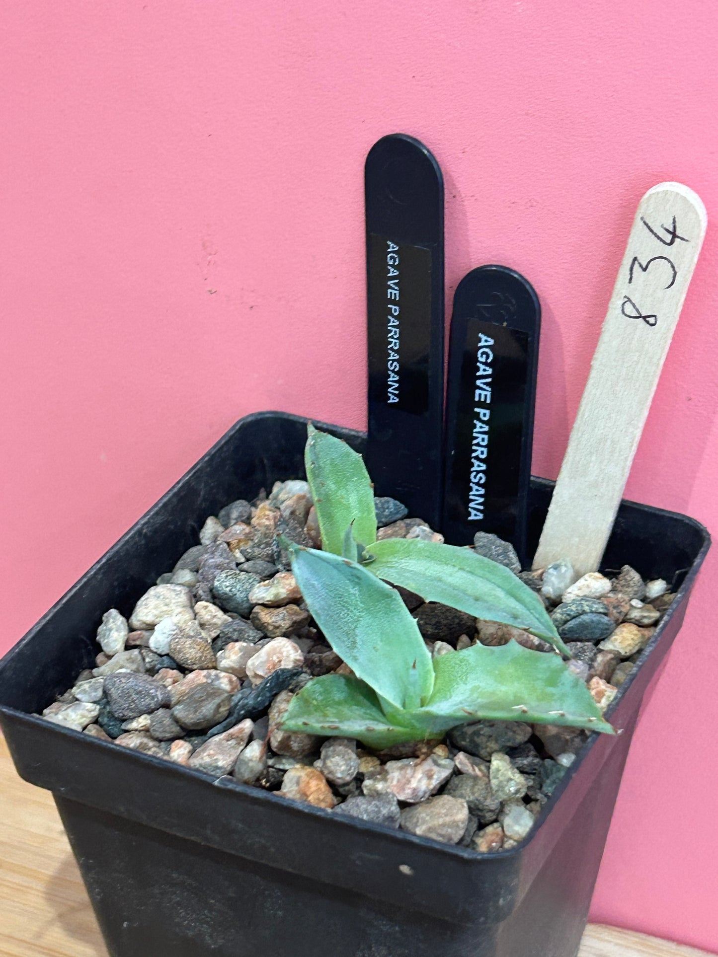 Agave parrasana (834)