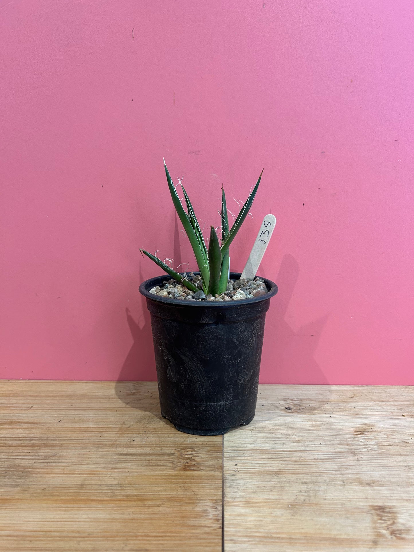 Agave schidigera (835)