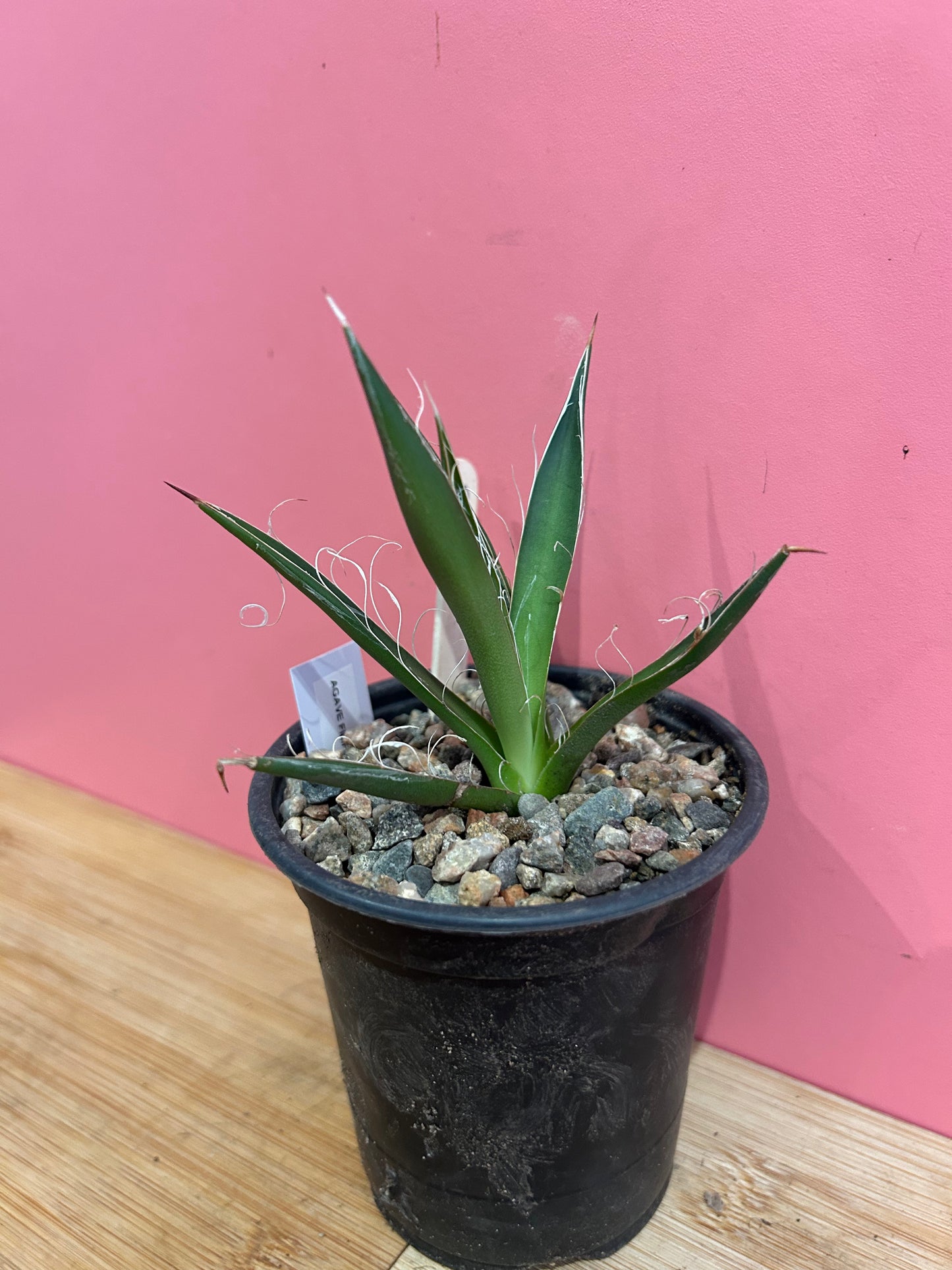 Agave schidigera (835)