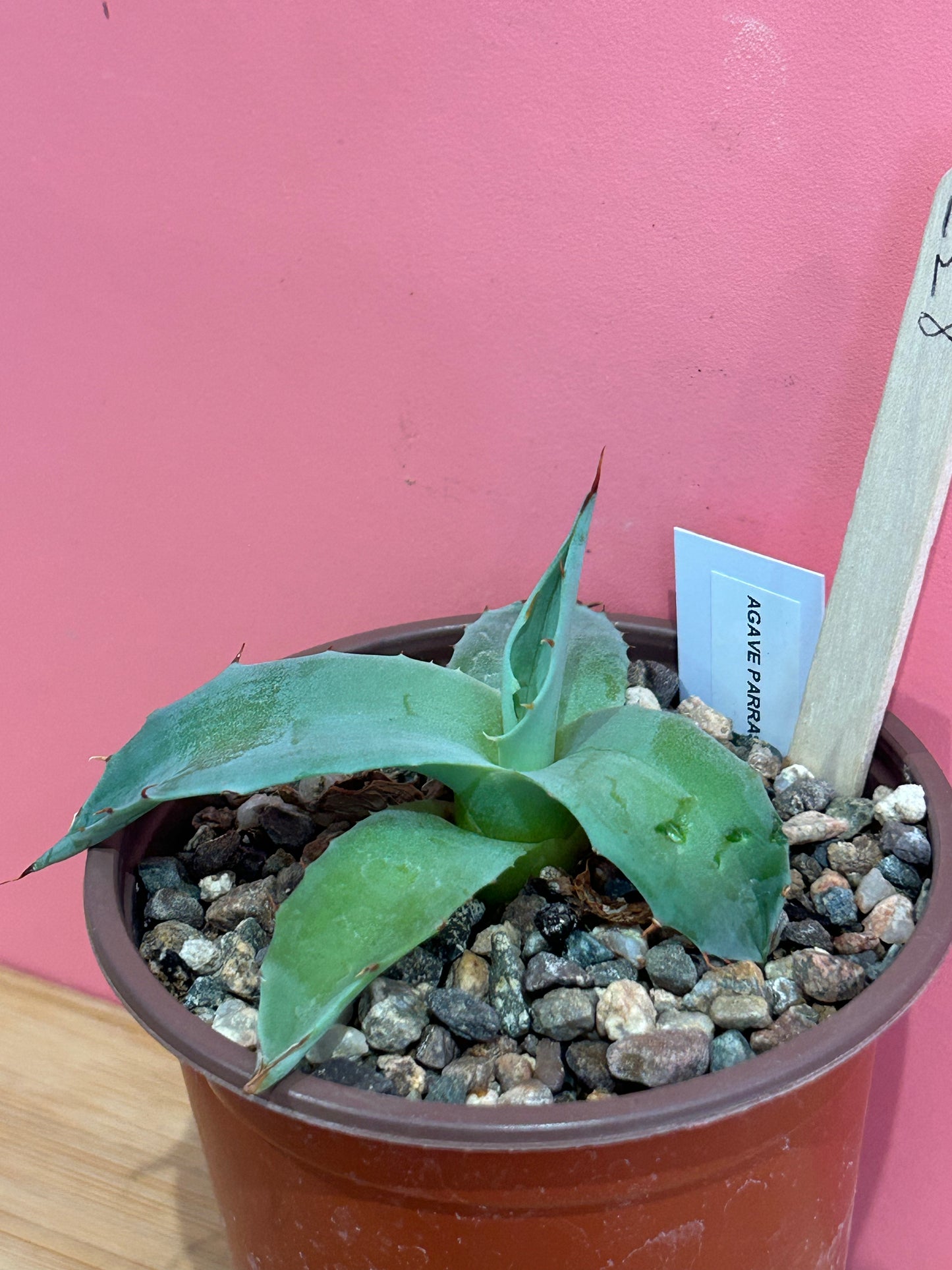 Agave parryi (837)