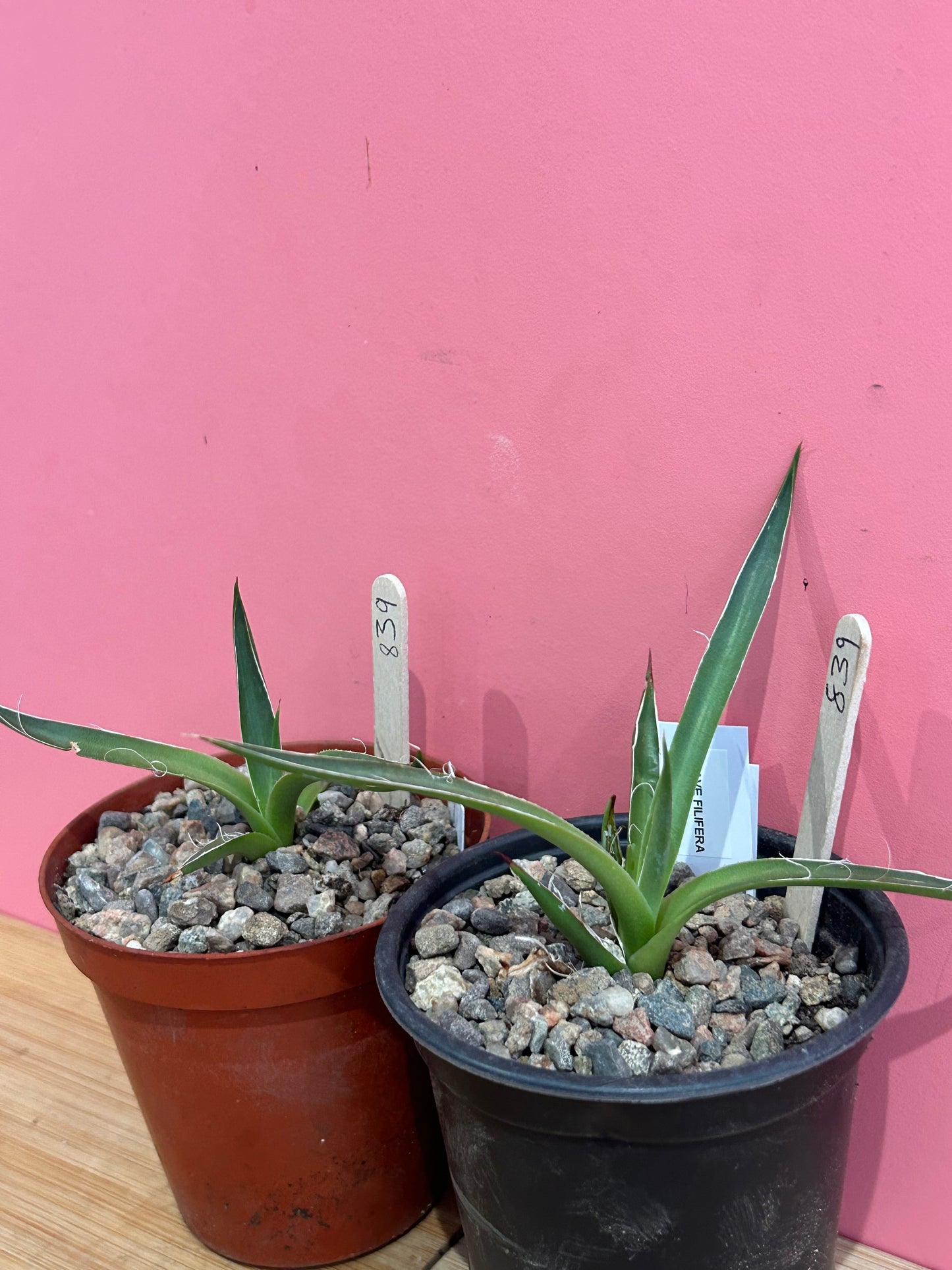 Agave filifera (839)