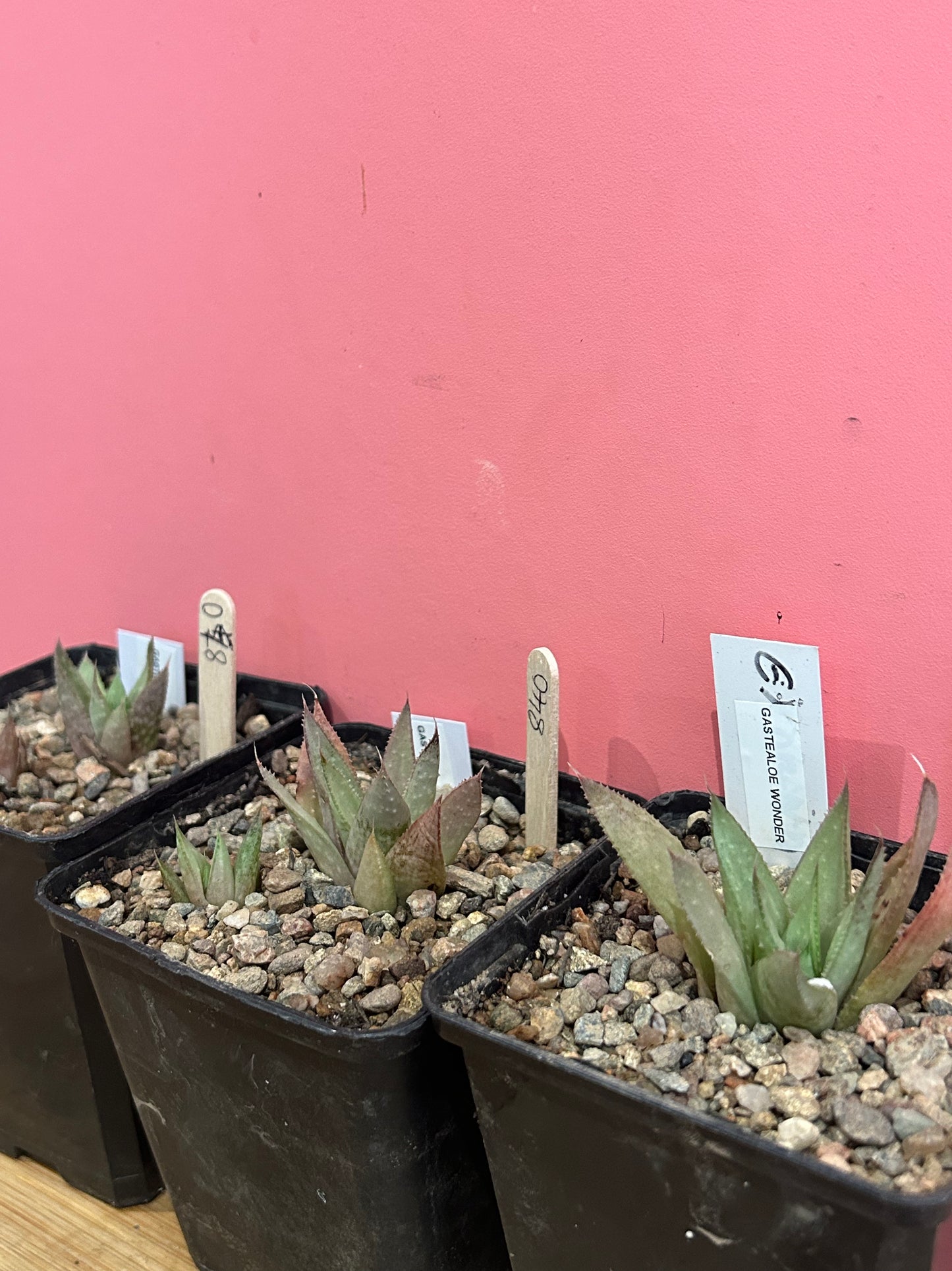 Gasterialoe wonder (840)