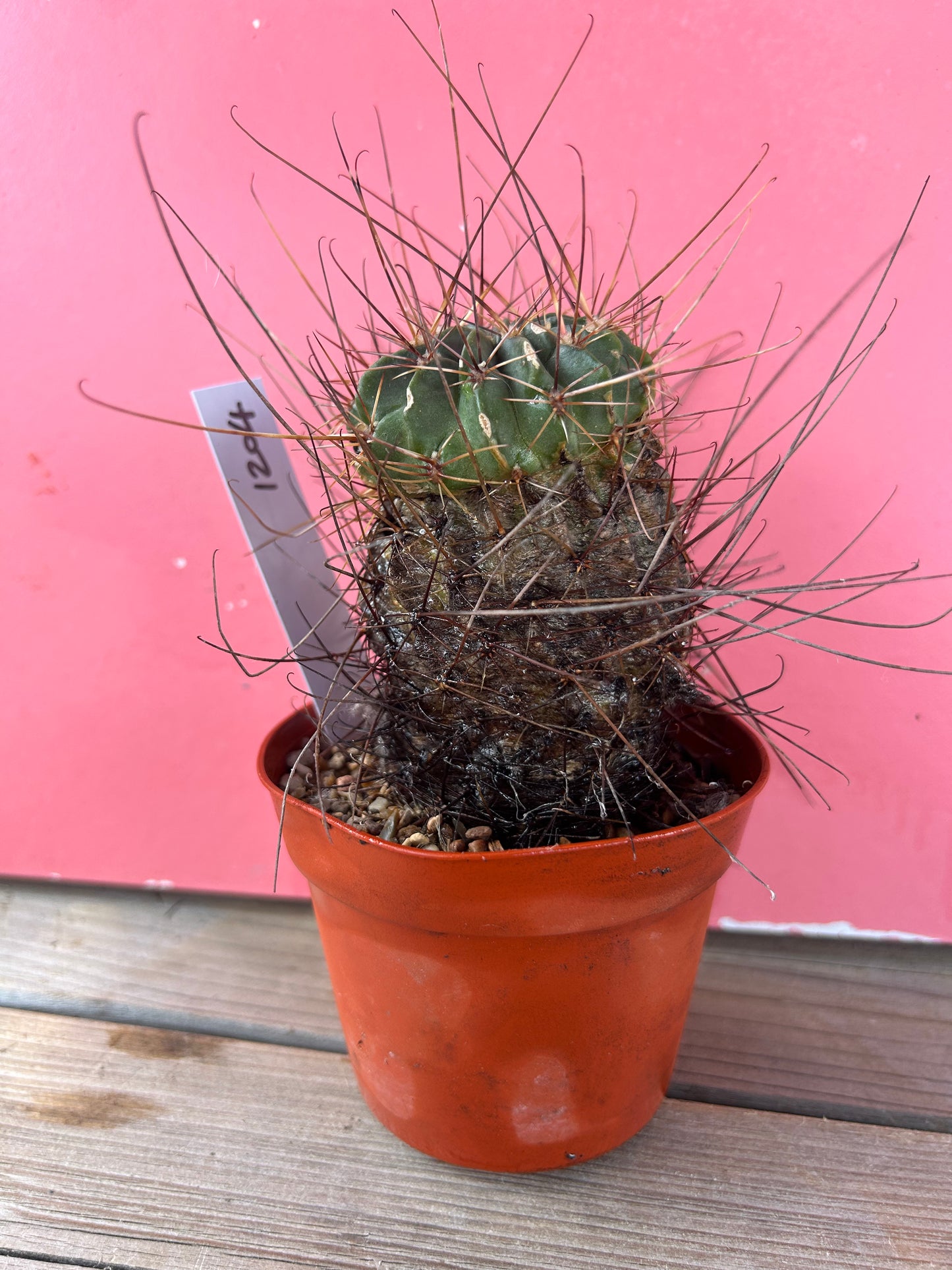 Ferocactus latispinus (1204)