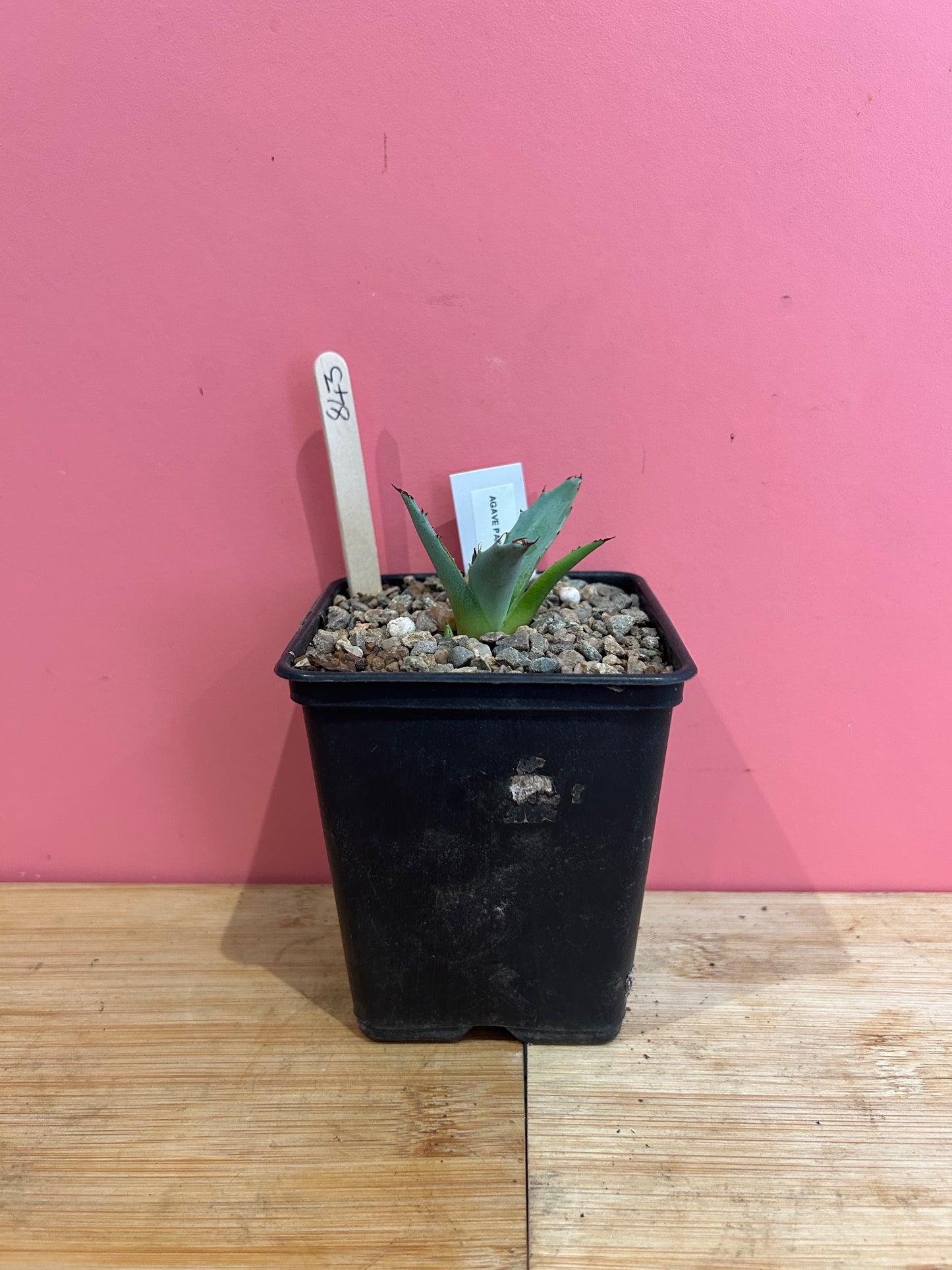 Agave parrasana (843)