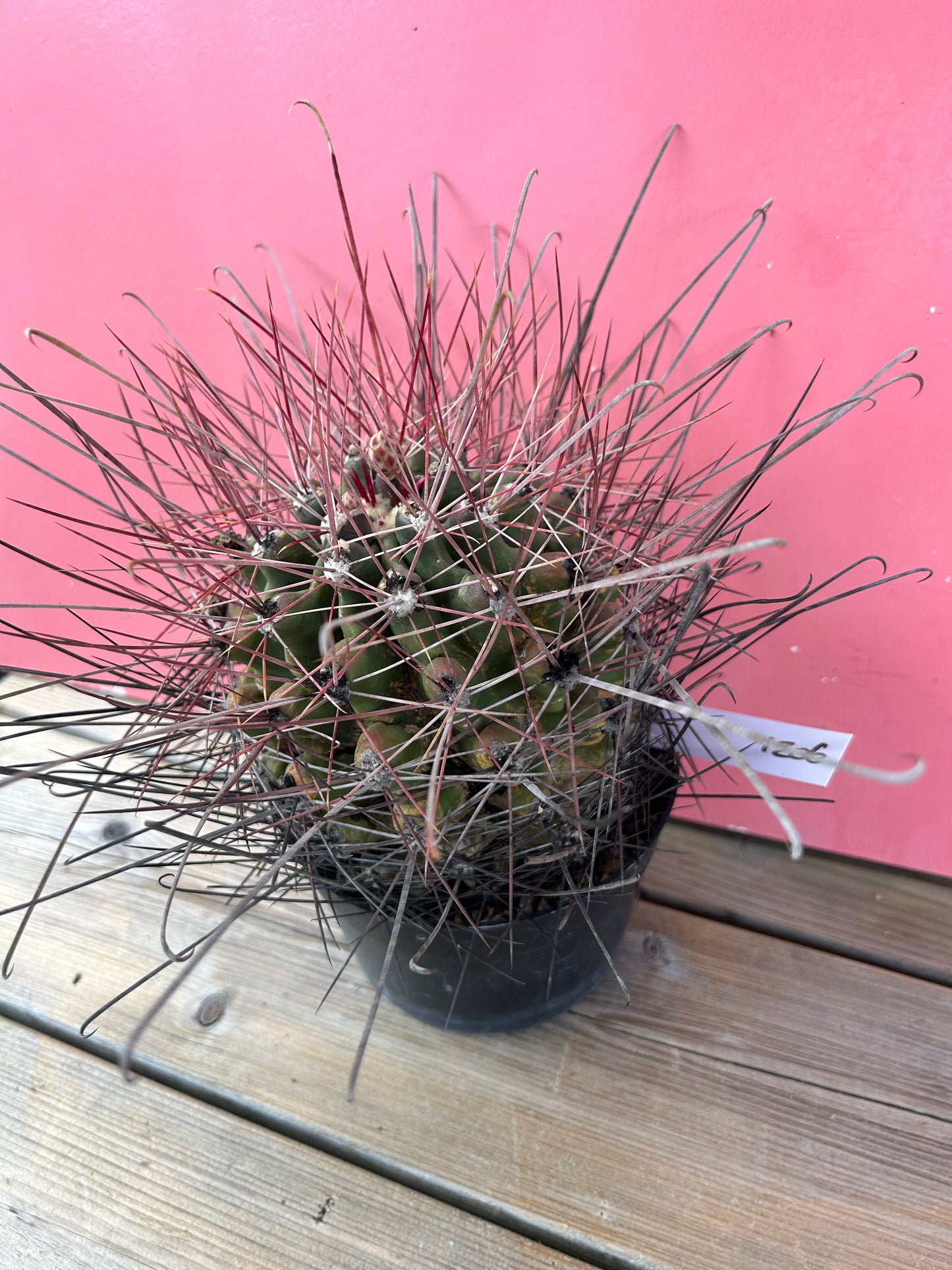 Ferocactus species (1206)