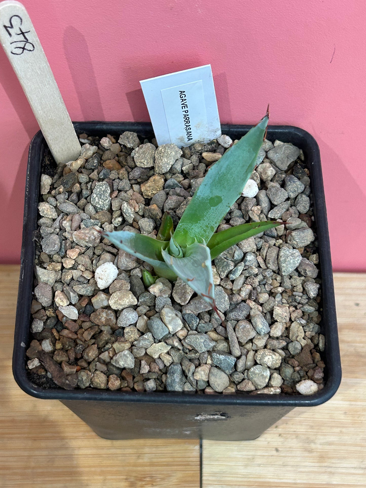 Agave parrasana (843)