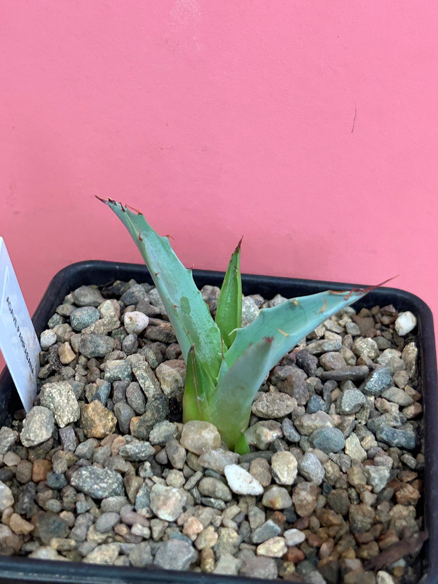Agave parrasana (843)