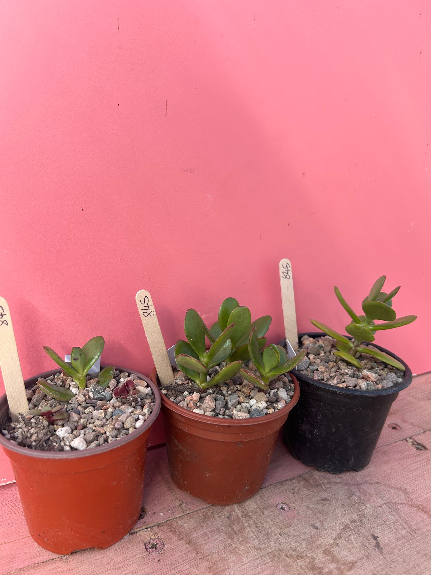 Crassula ovata (845)