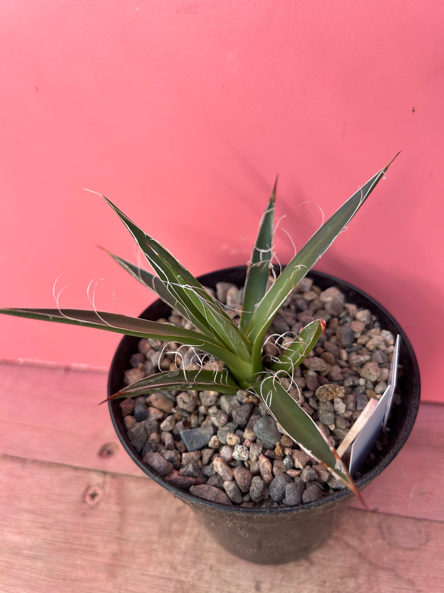 Agave schidigera (852)