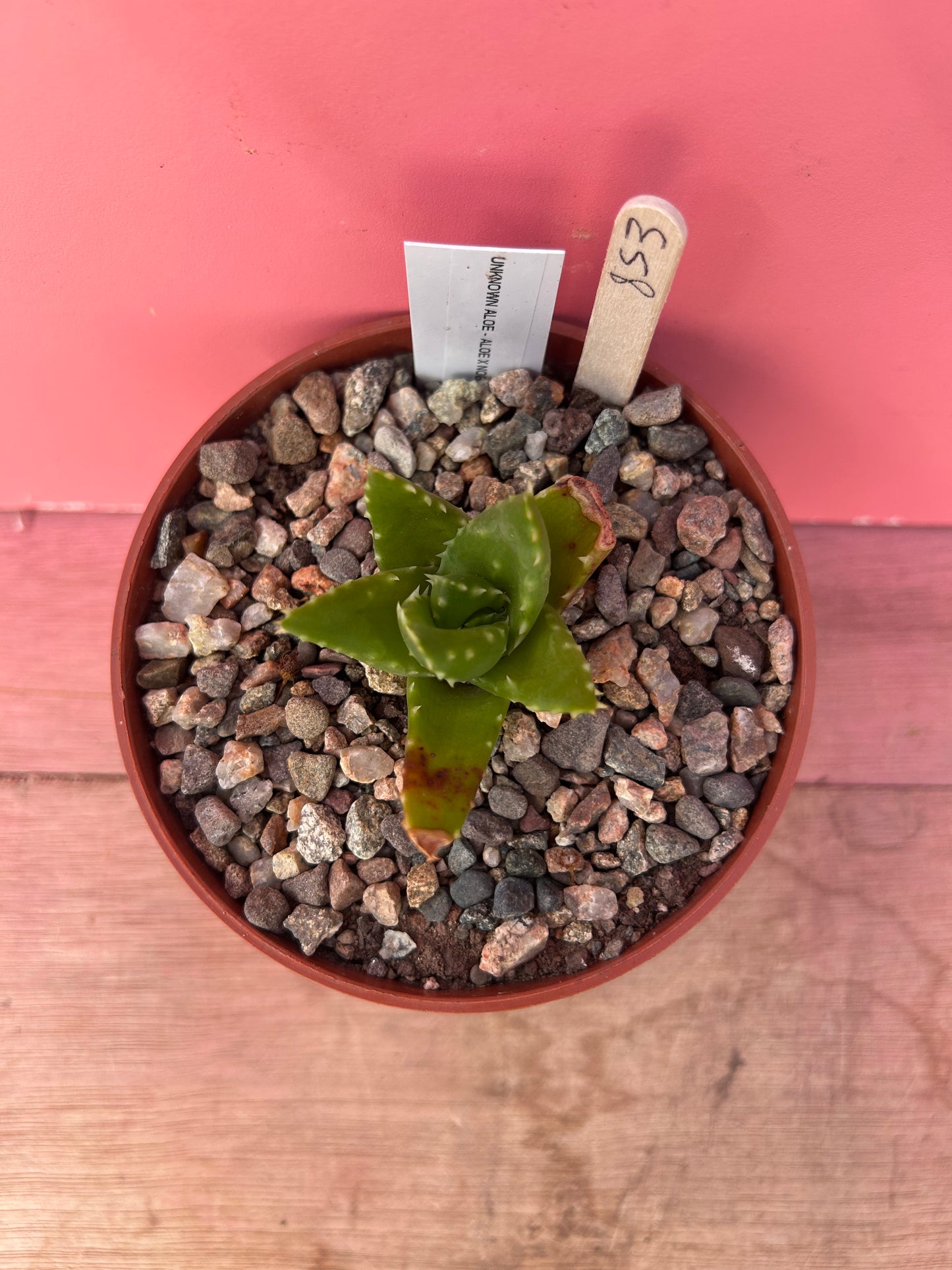 Aloe mitriformis (853)